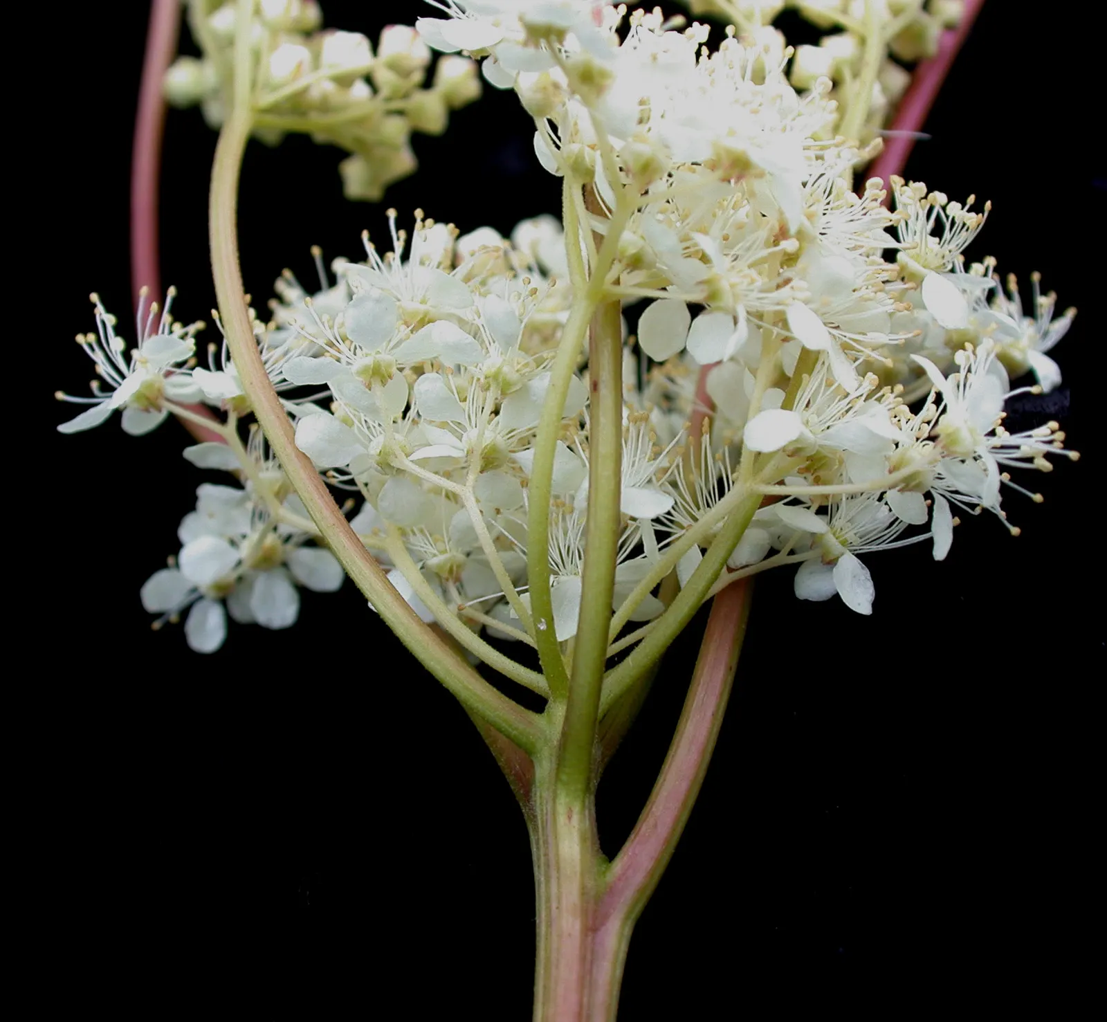 Meadow Sweet (Astilbe X Arendsii) — perennial for shade; consider grouping it in clusters or mass plantings for a visually striking effect, image 87