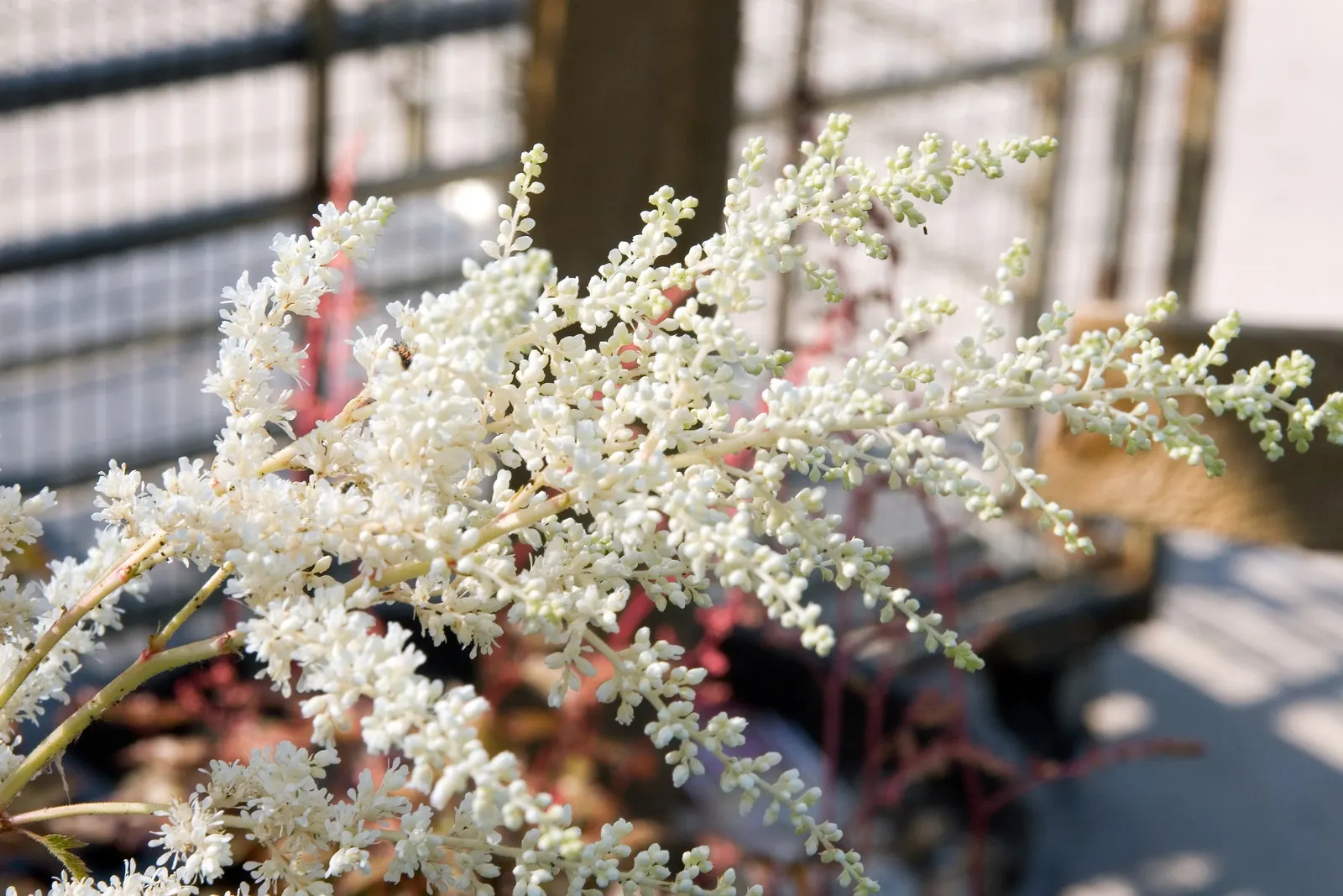 Meadow Sweet (Astilbe X Arendsii) — thrives in USDA hardiness zones 4 through 9; part of the Saxifragaceae family, image 155