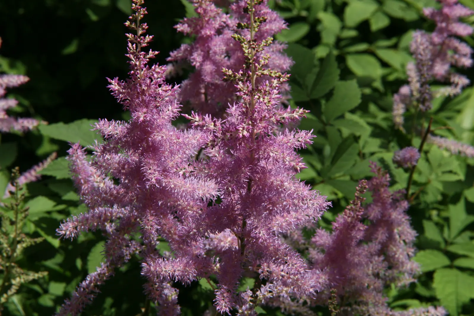 Meadow Sweet (Astilbe X Arendsii) — textural contrast to garden spaces; ensuring visual interest throughout the growing season, image 153