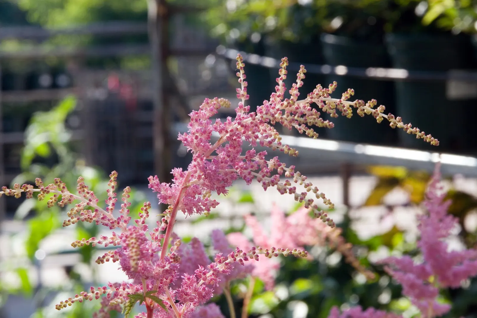 Meadow Sweet (Astilbe X Arendsii) — commonly known as Meadow Sweet; it blooms in mid to late summer, image 123