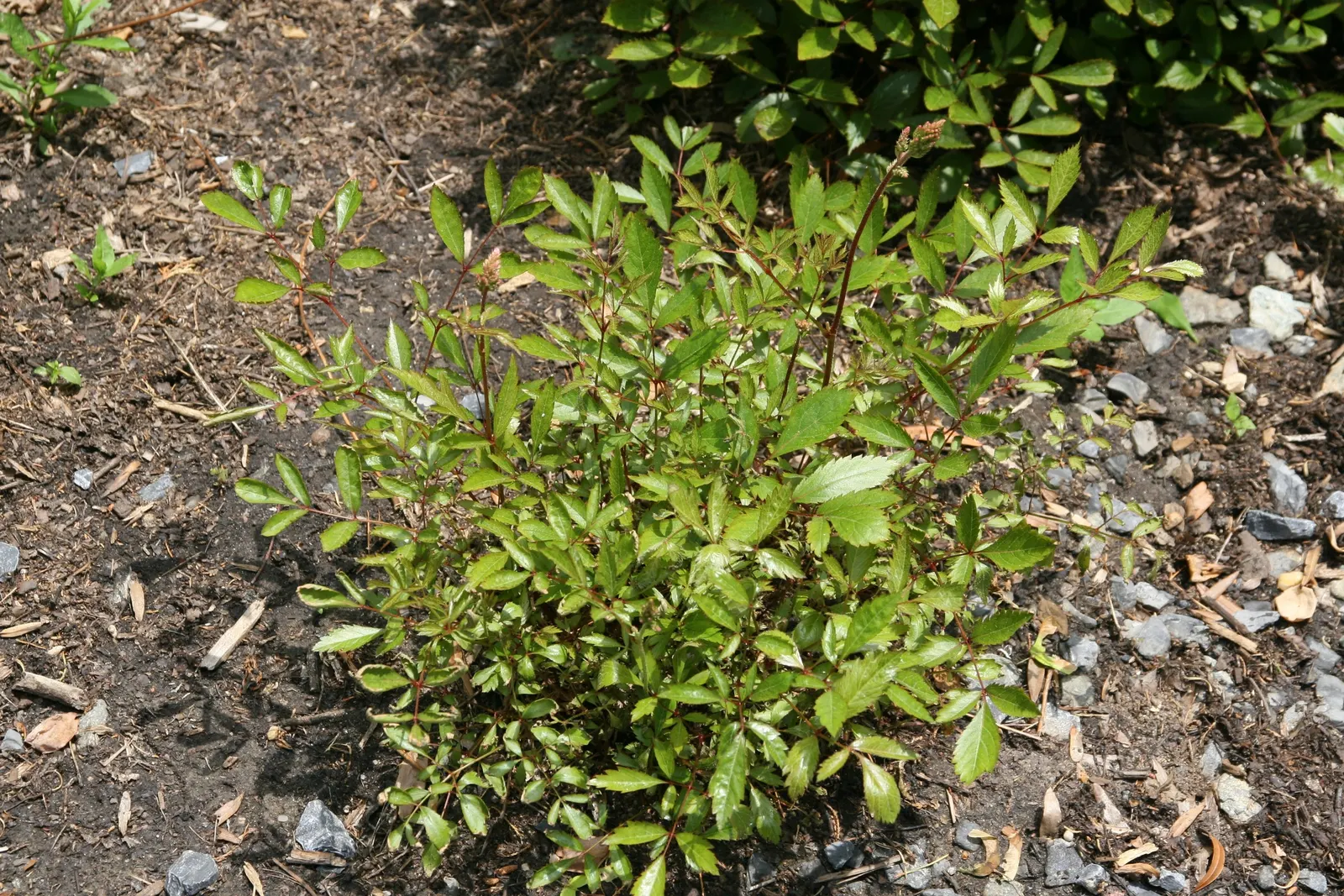 Meadow Sweet (Astilbe X Arendsii) — and benefit from a layer of mulch to retain soil moisture; making it an excellent choice for woodland gardens, image 109