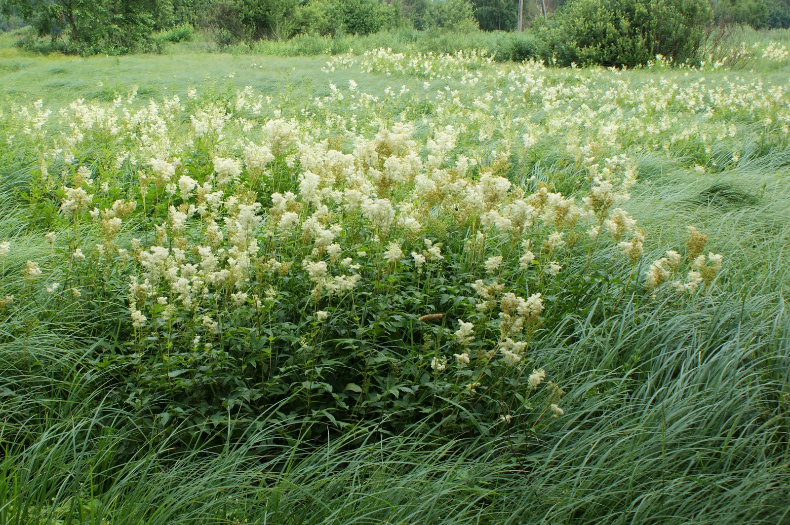 Meadow Sweet (Astilbe X Arendsii) — rich soil with good drainage; commonly called Meadow Sweet, image 71
