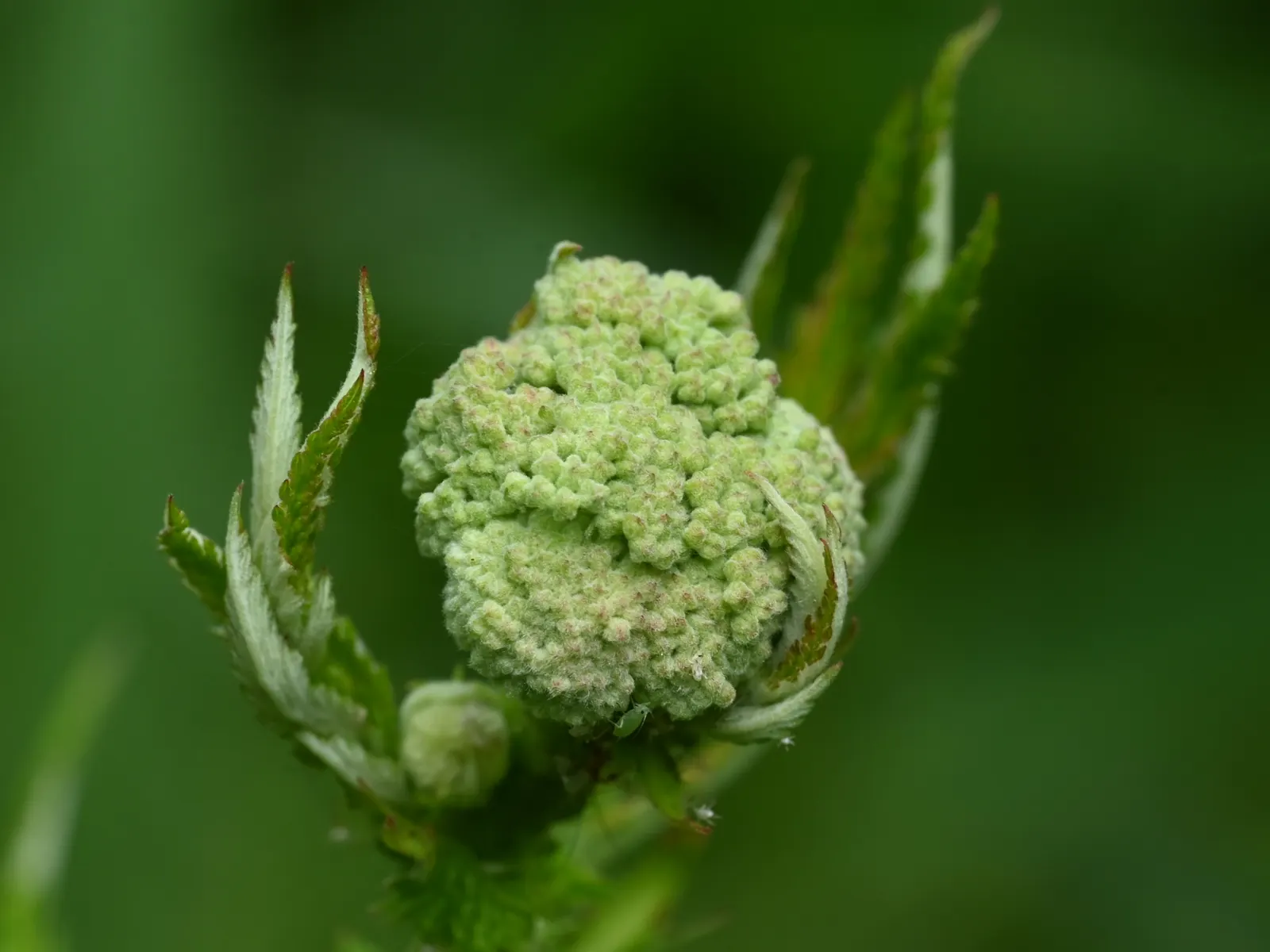 Meadow Sweet (Astilbe X Arendsii) — This compact size allows it to fit comfortably within both small and large landscape designs; and benefit from, image 74