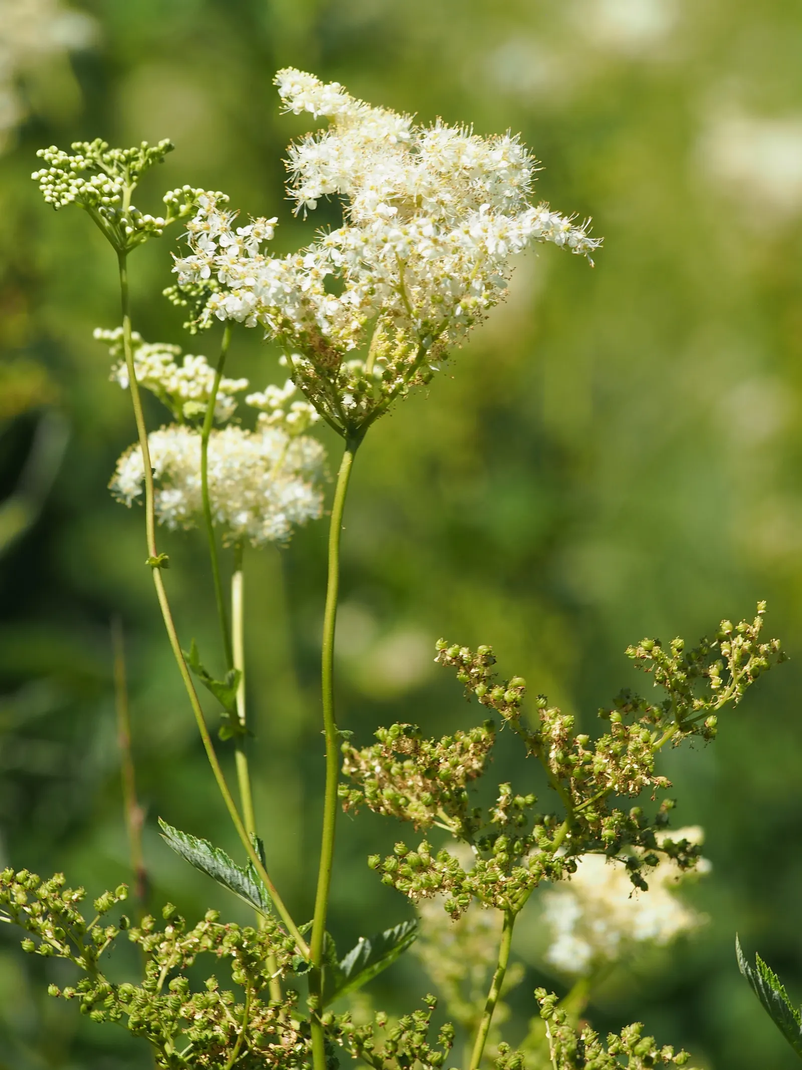 Meadow Sweet (Astilbe X Arendsii) — and benefit from a layer of mulch to retain soil moisture; making it an excellent choice for woodland gardens, image 80