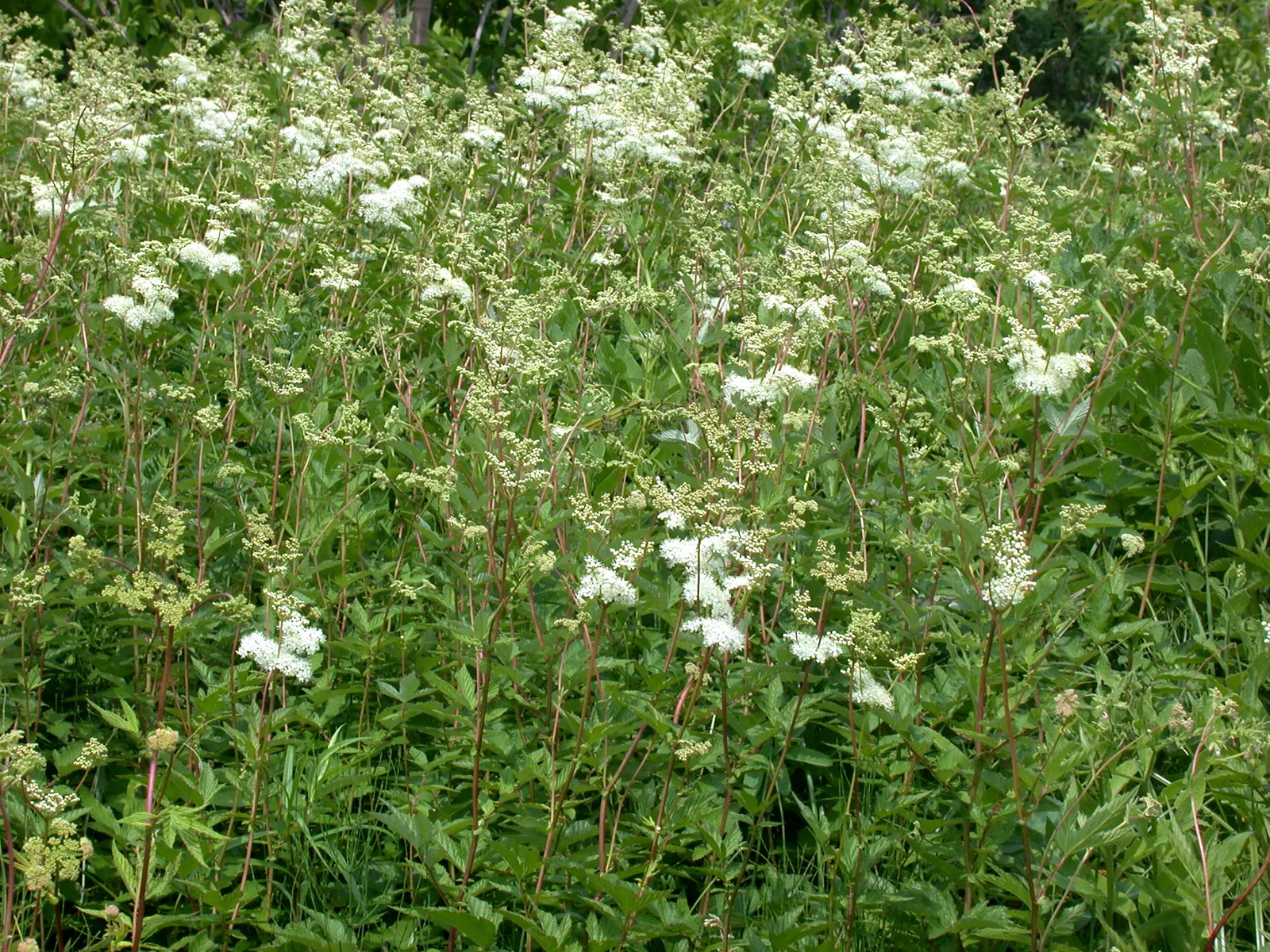 Meadow Sweet (Astilbe X Arendsii) — When integrating Meadow Sweet into a landscape; pink and purple and red and yellow flowers in the garden, image 141