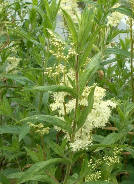 Meadow Sweet (Astilbe X Arendsii) — It reaches 18-24 inches in height, favoring partial shade and moist, well-drained soils; offering a visual, image 90