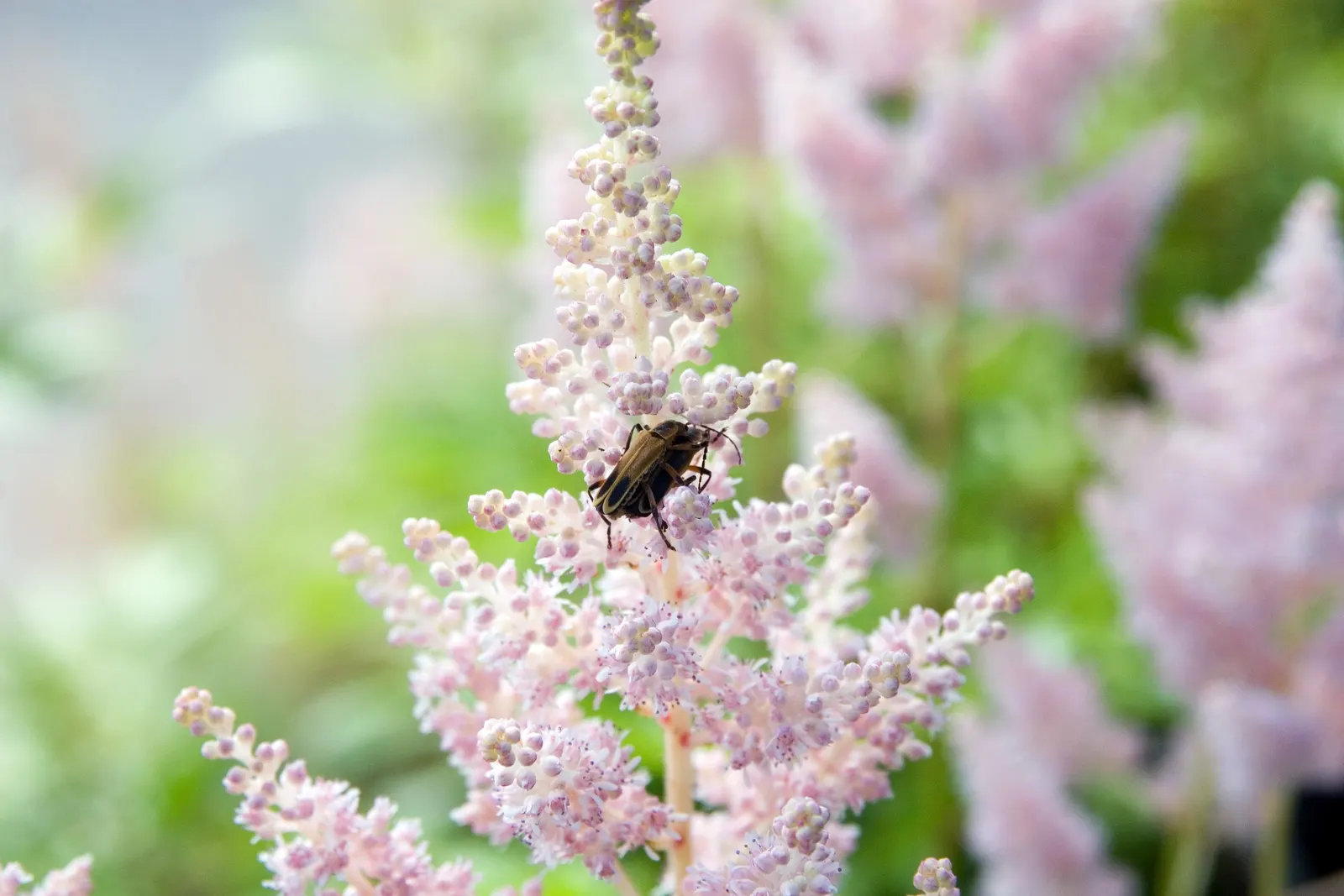 Meadow Sweet (Astilbe X Arendsii) — part of the Saxifragaceae family; is a perennial prized for its feathery plumes of blooms in shades of pink, image 125