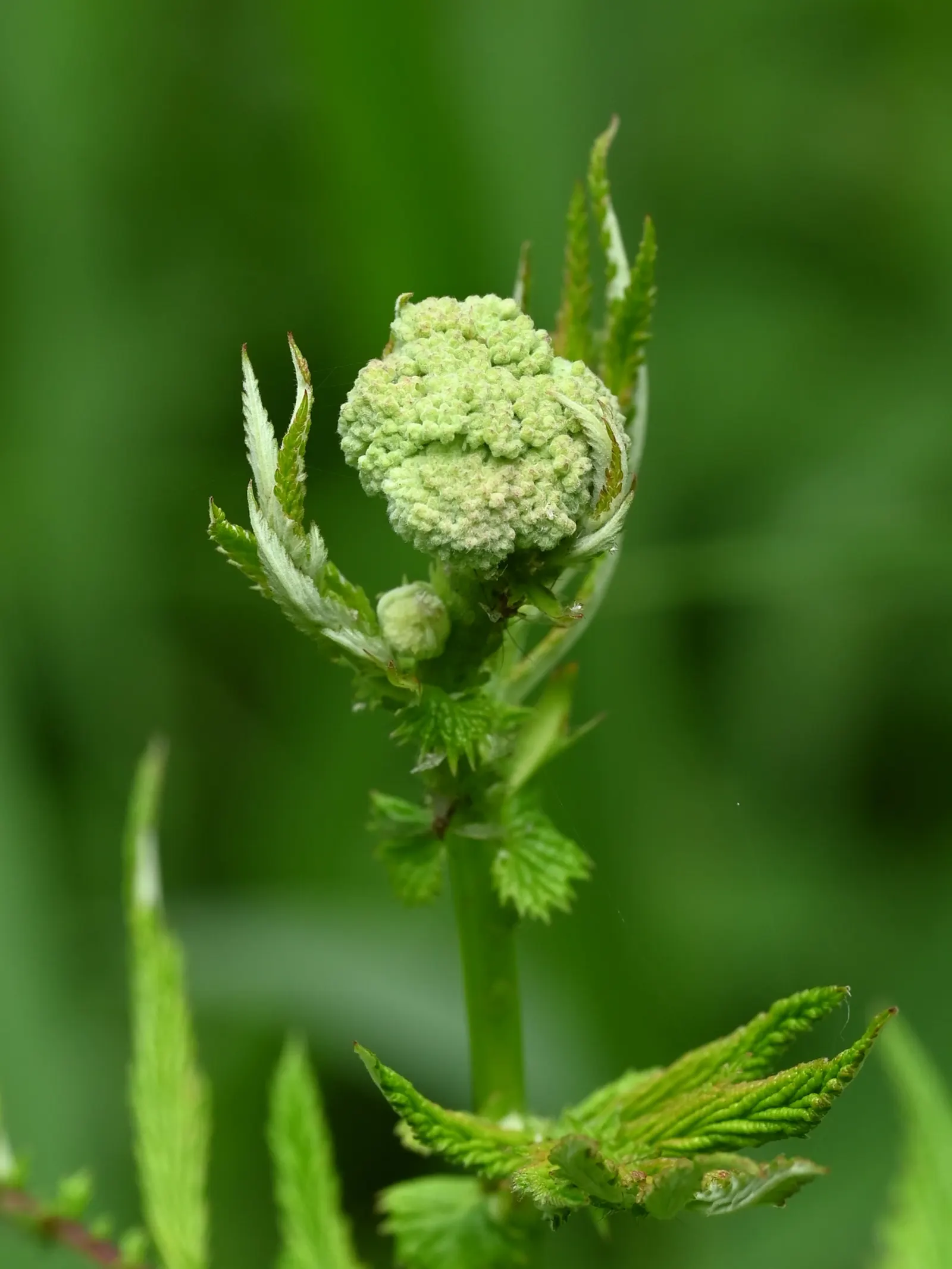 Meadow Sweet (Astilbe X Arendsii) — <br><br>Meadow Sweet typically ranges in height from 18 to 24 inches, with a spread of 12 to 18 inches, image 73