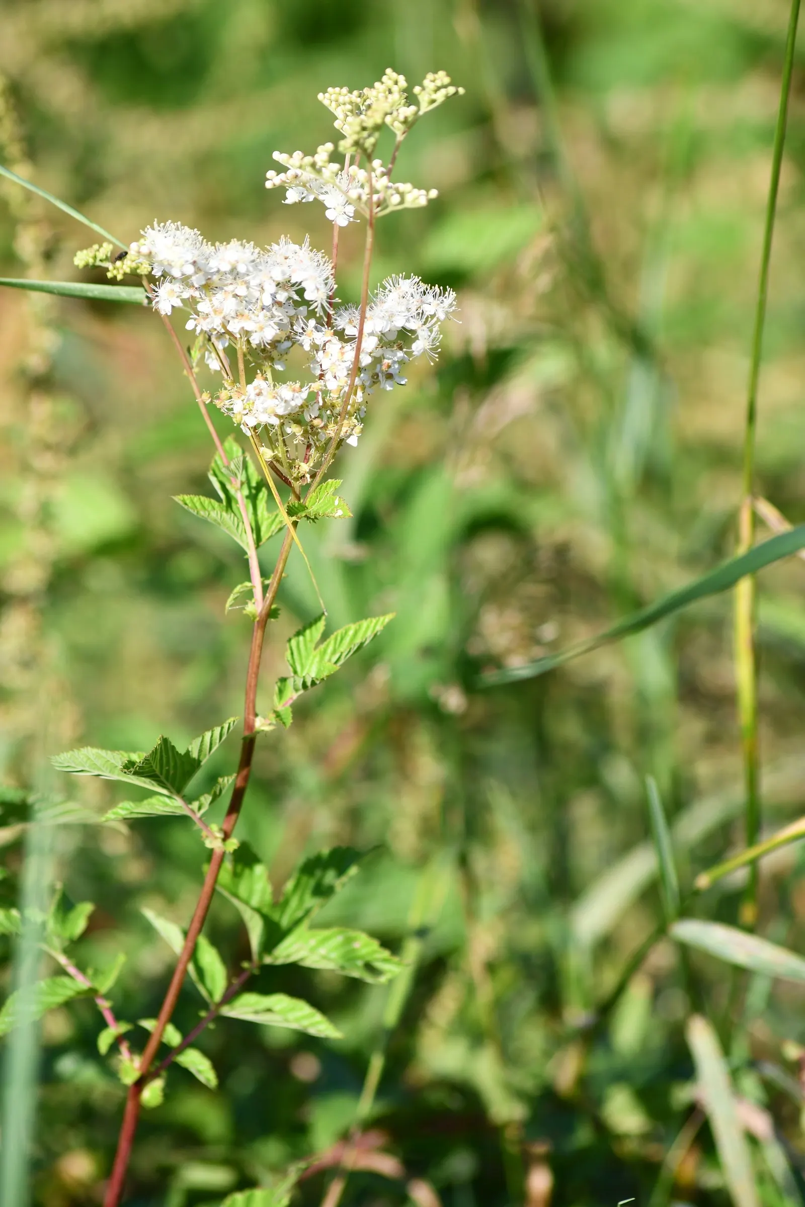 Meadow Sweet (Astilbe X Arendsii) — It prefers part shade to full shade; astilbe x arendsii's attractive foliage persists even after blooms have, image 128