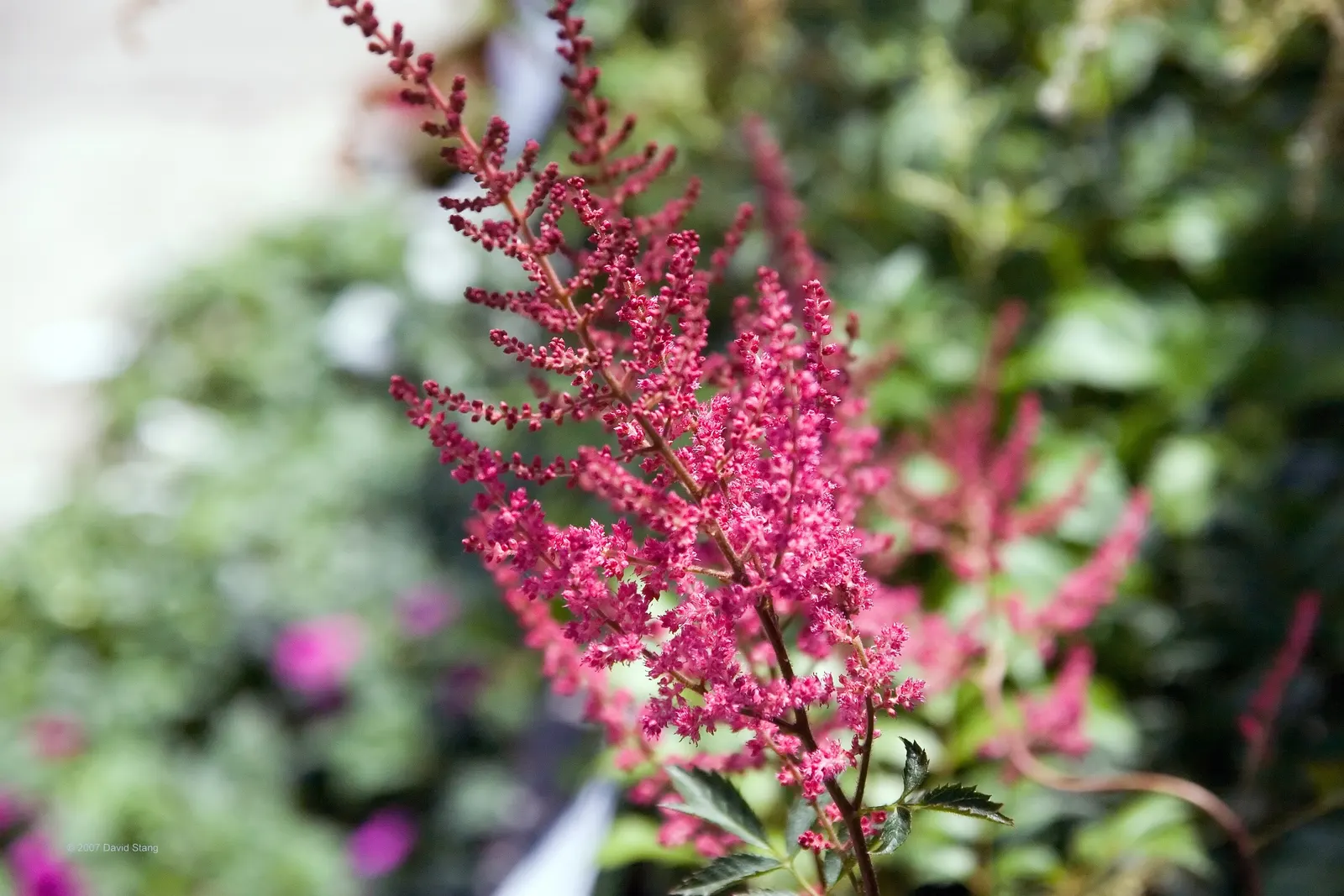 Meadow Sweet (Astilbe X Arendsii) — is a perennial prized for its feathery plumes of blooms in shades of pink; making it suitable for a variety of, image 118