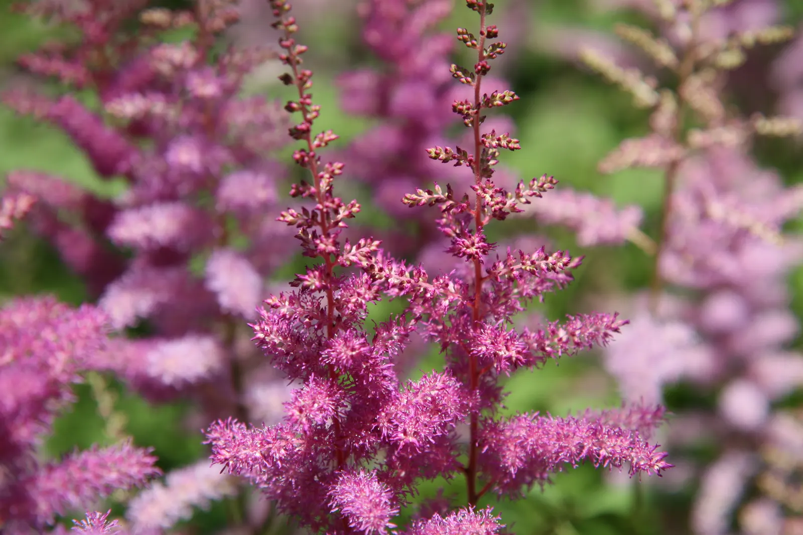 Meadow Sweet (Astilbe X Arendsii) — providing midsummer color and lush; it reaches 18-24 inches in height, favoring partial shade and moist, image 150