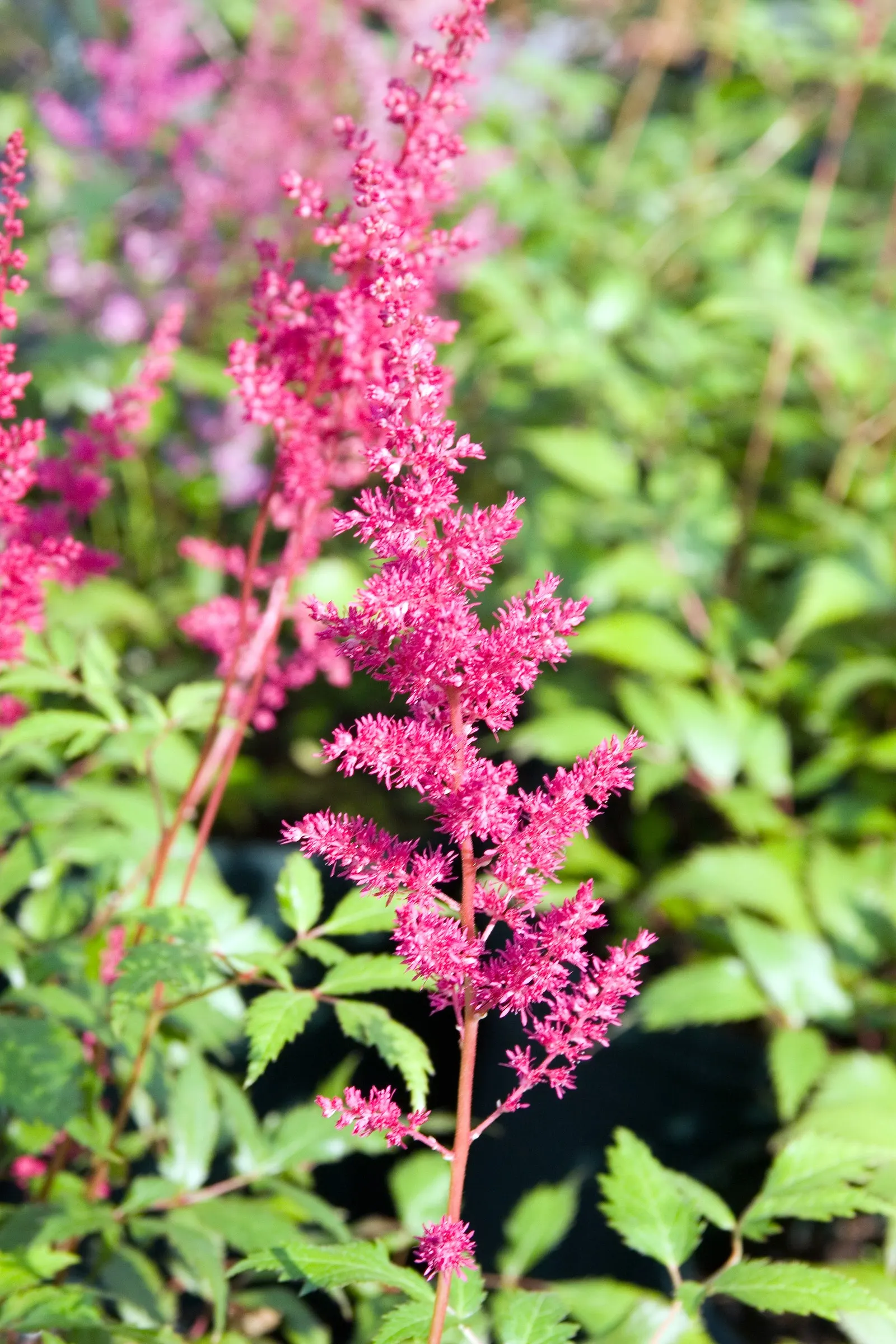 Meadow Sweet (Astilbe X Arendsii) — It reaches 18-24 inches in height, favoring partial shade and moist, well-drained soils; offering a visual, image 119