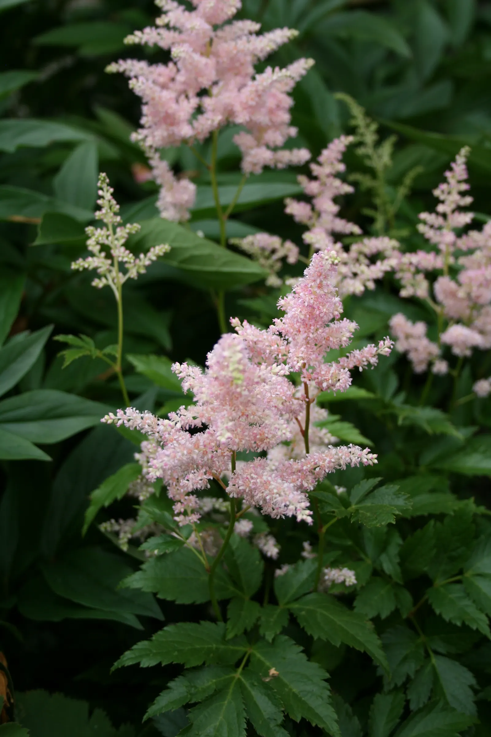 Meadow Sweet (Astilbe X Arendsii) — thrives in USDA hardiness zones 4 through 9; part of the Saxifragaceae family, image 97