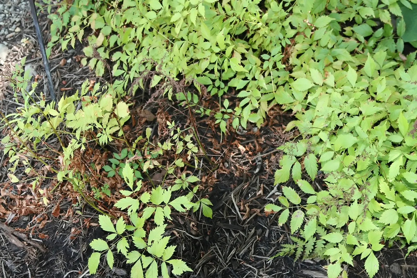 Meadow Sweet (Astilbe X Arendsii) — providing a long-lasting display of color.<br><br>Astilbes are relatively low maintenance; they should be, image 107