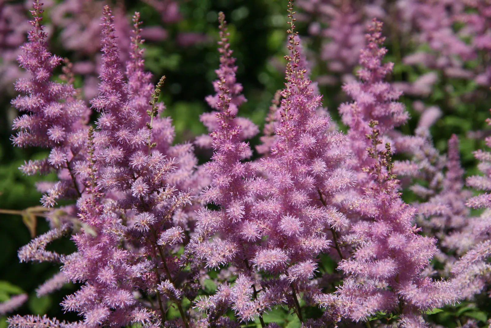 Meadow Sweet (Astilbe X Arendsii) — This compact size allows it to fit comfortably within both small and large landscape designs; and benefit from, image 103