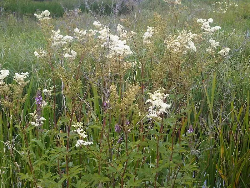 Meadow Sweet (Astilbe X Arendsii) — consider grouping it in clusters or mass plantings for a visually striking effect; providing midsummer color, image 142