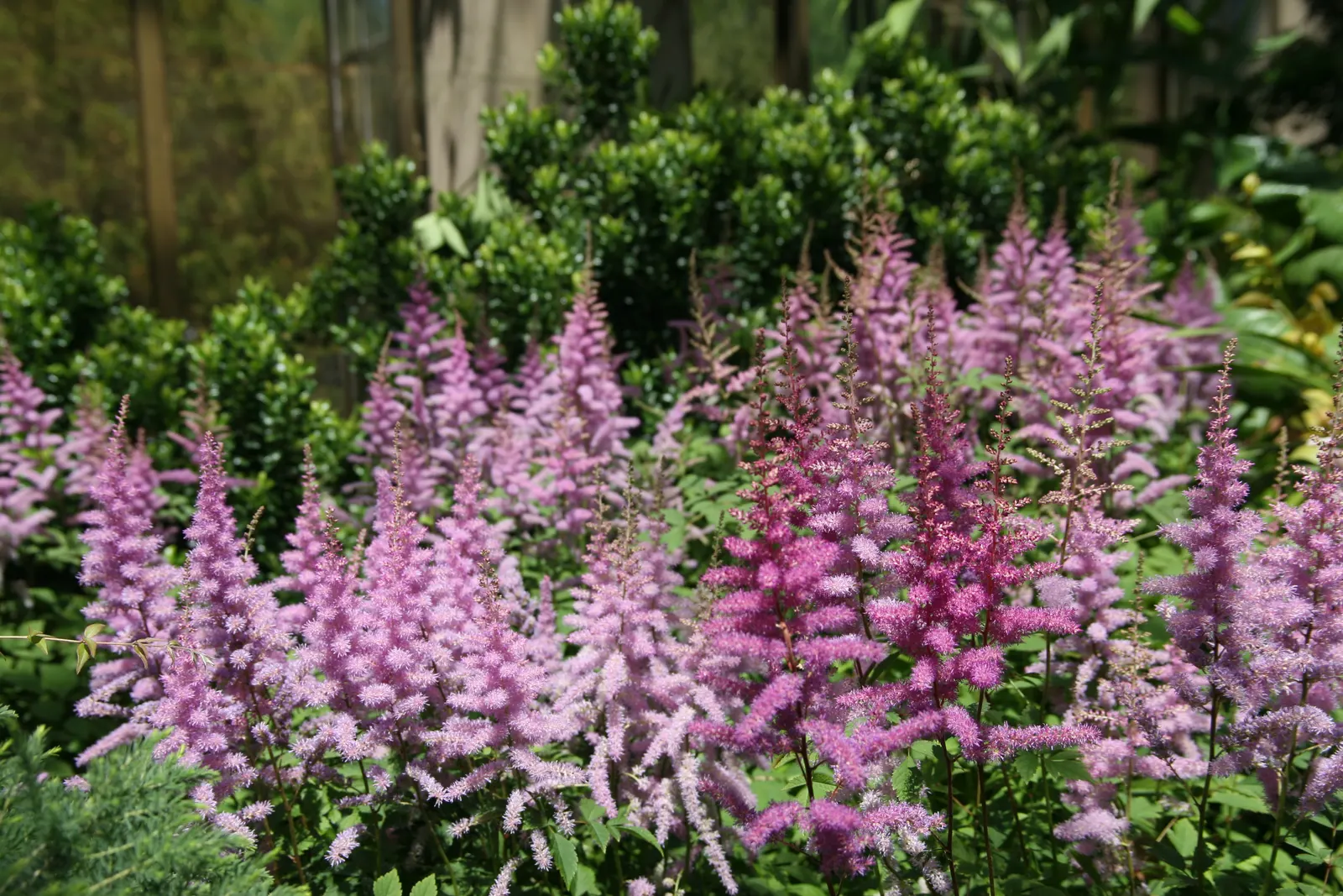 Meadow Sweet (Astilbe X Arendsii) — thus it's often an excellent choice for areas near water features or in shadowy garden spots; textural contrast, image 130