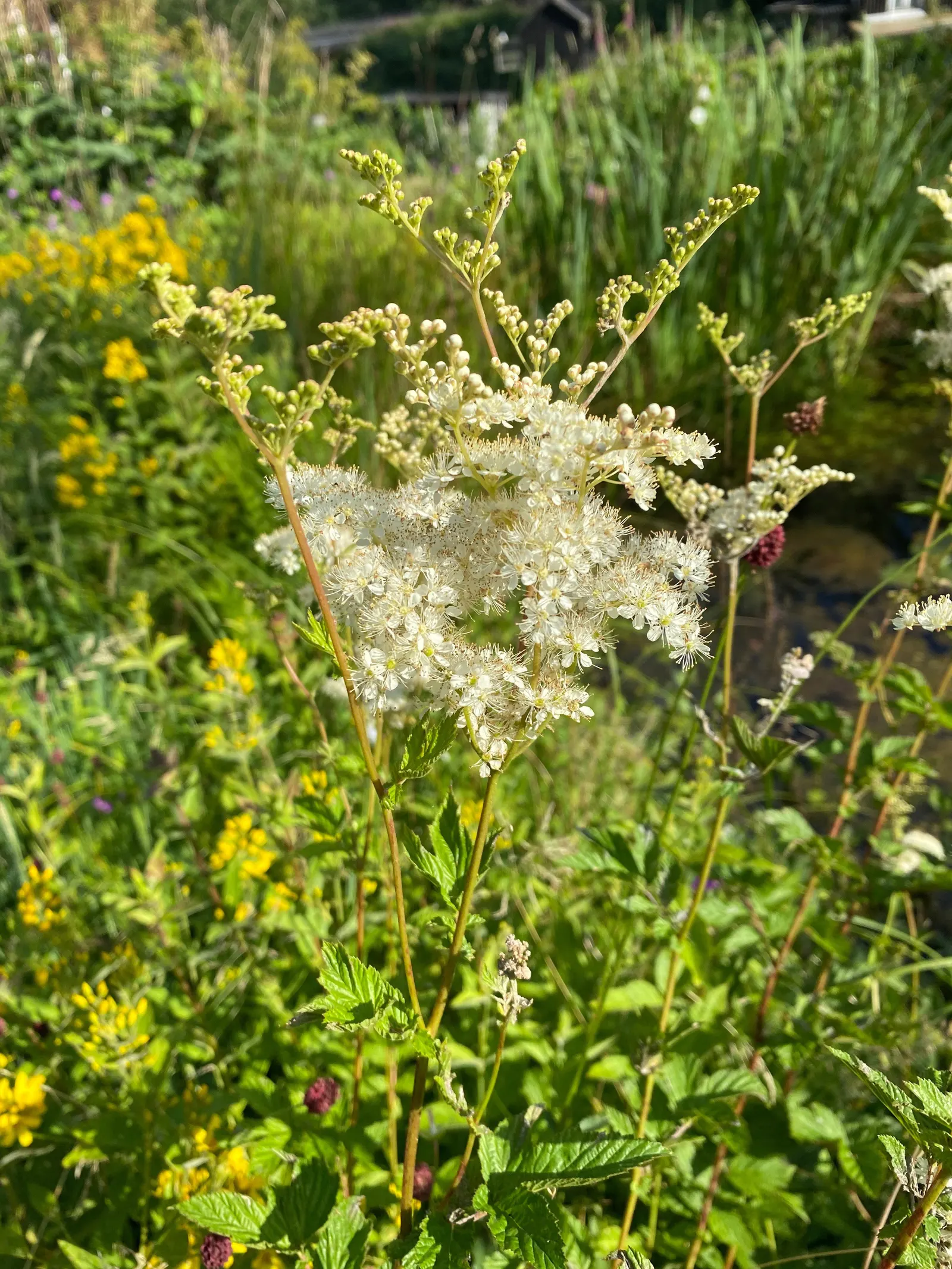 Meadow Sweet (Astilbe X Arendsii) — textural contrast to garden spaces; ensuring visual interest throughout the growing season, image 95