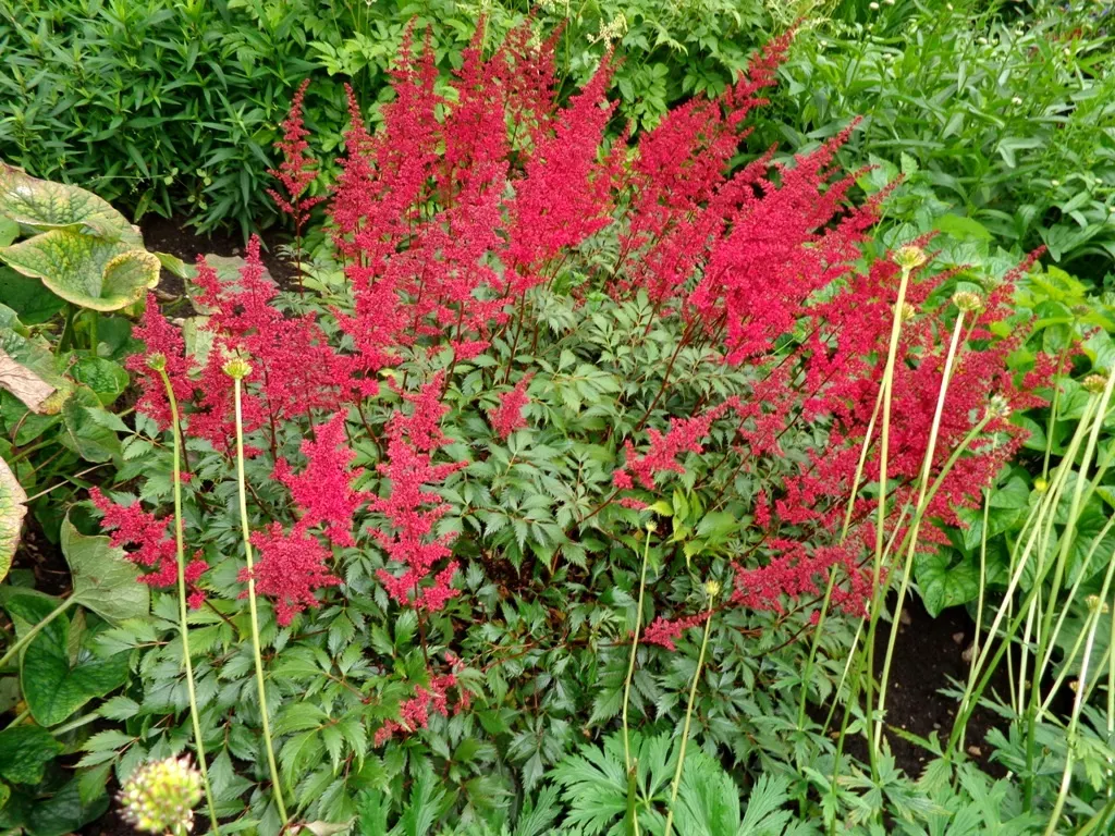 Meadow Sweet (Astilbe X Arendsii) — is a perennial prized for its feathery plumes of blooms in shades of pink; making it suitable for a variety of, image 147