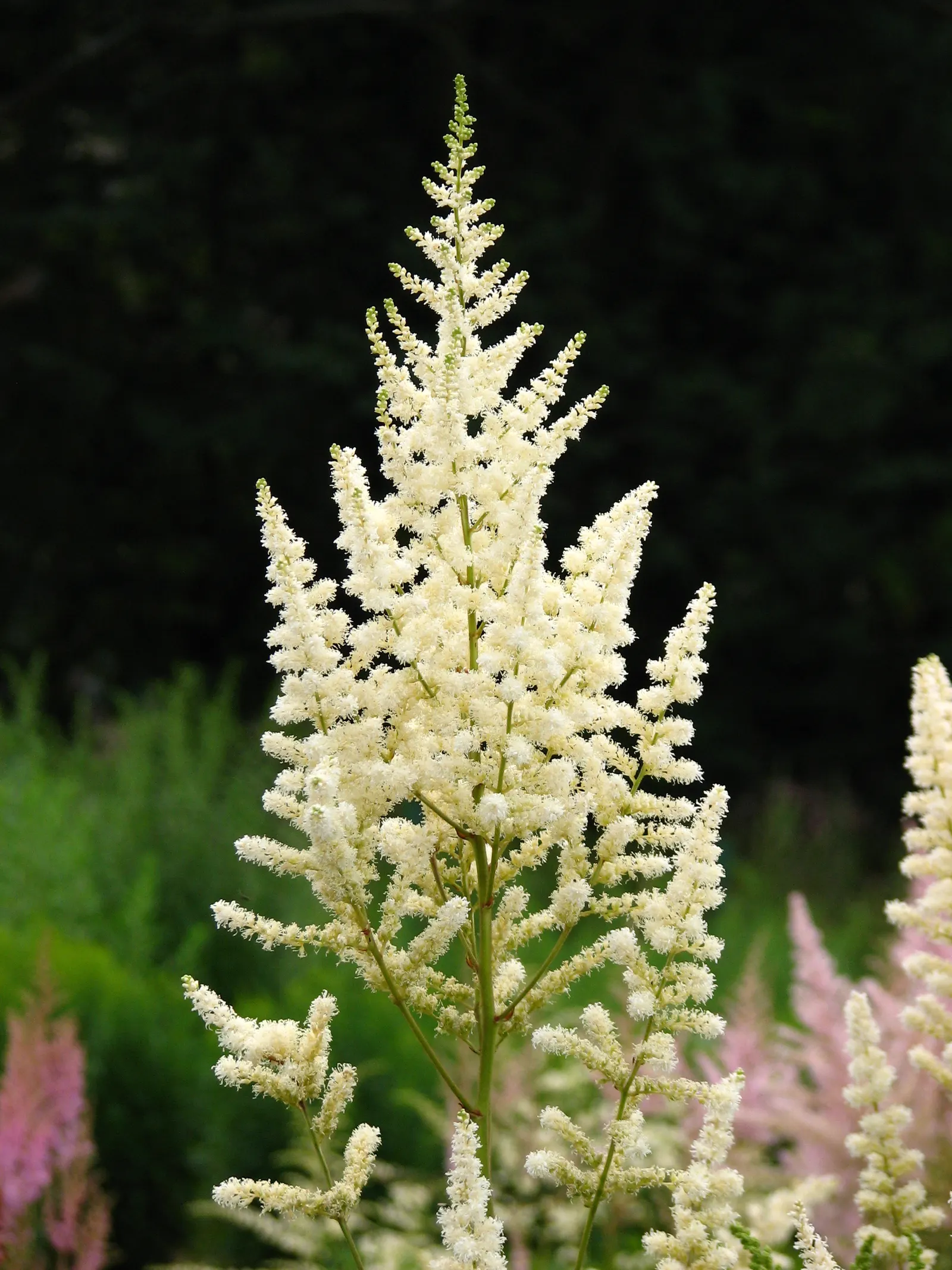 Meadow Sweet (Astilbe X Arendsii) — making it suitable for a variety of climates; this compact size allows it to fit comfortably within both small, image 98