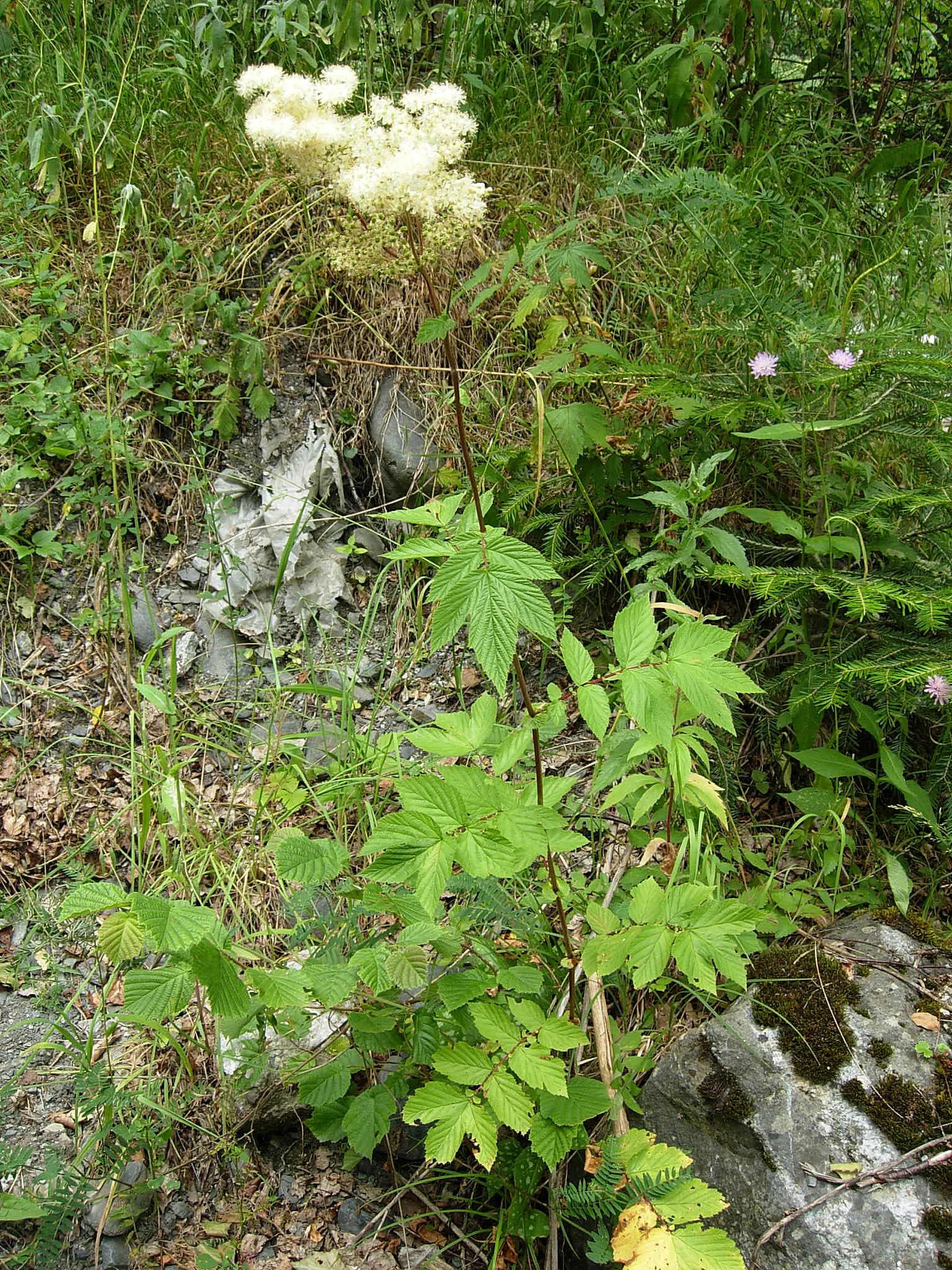 Meadow Sweet (Astilbe X Arendsii) — <br><br>Meadow Sweet typically ranges in height from 18 to 24 inches, with a spread of 12 to 18 inches, image 131