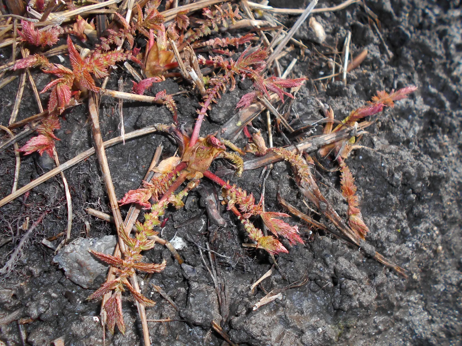 Meadow Sweet (Astilbe X Arendsii) — ensuring visual interest throughout the growing season; providing a long-lasting display of, image 111
