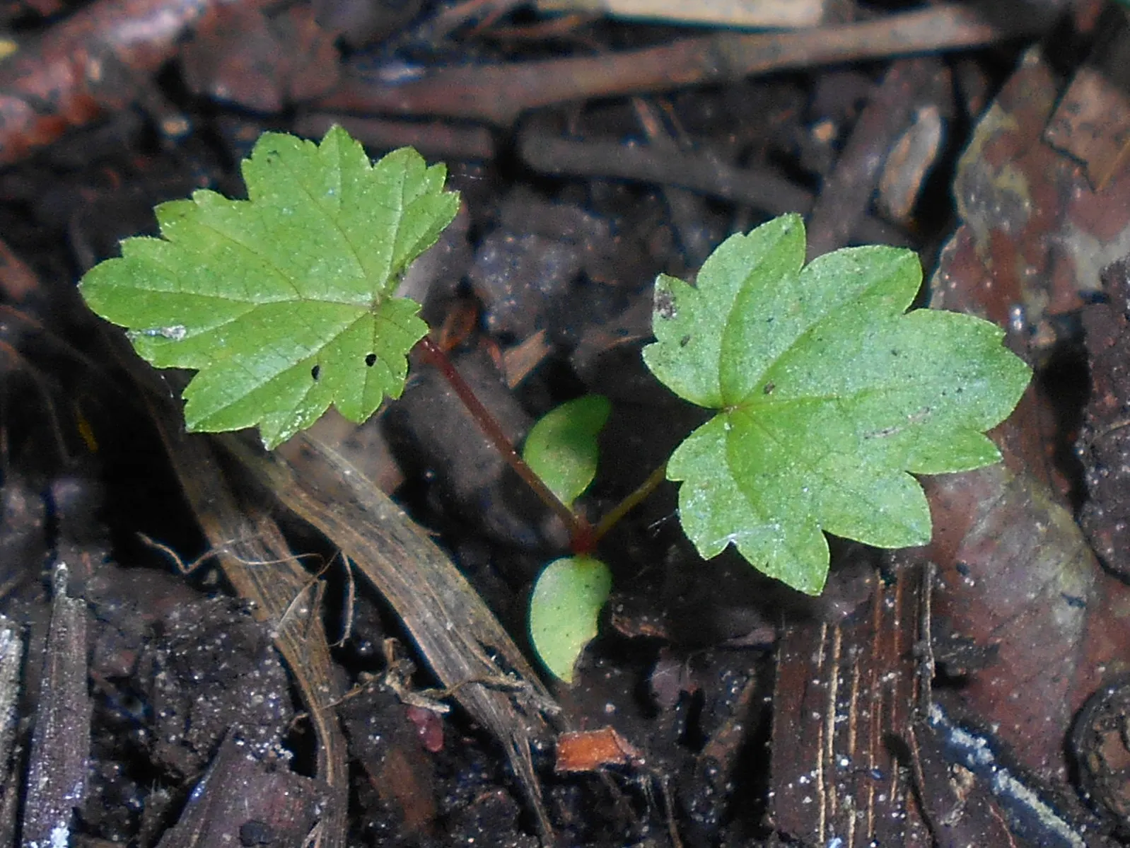 Meadow Sweet (Astilbe X Arendsii) — pink and purple and red and yellow flowers in the garden; it prefers part shade to full shade, image 85
