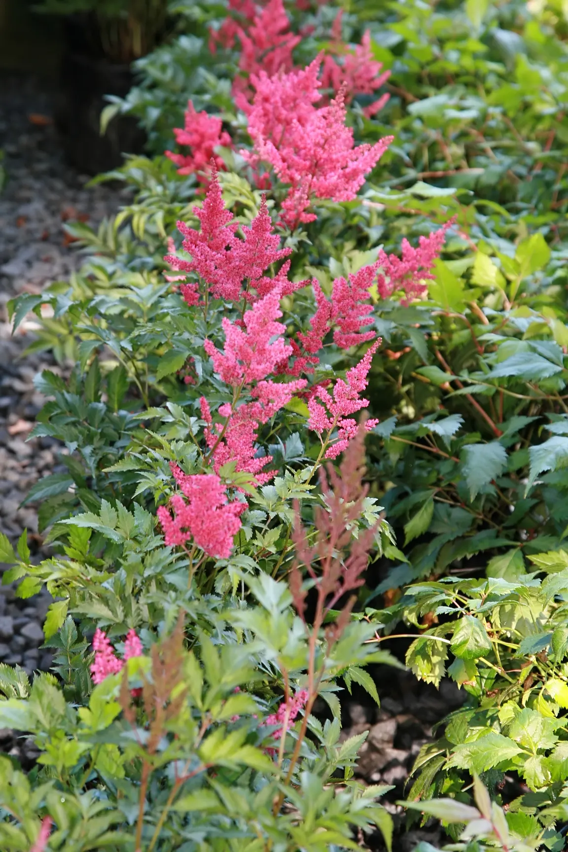 Meadow Sweet (Astilbe X Arendsii) — This plant flourishes in USDA zones 4 to 9; when integrating Meadow Sweet into a landscape, image 120