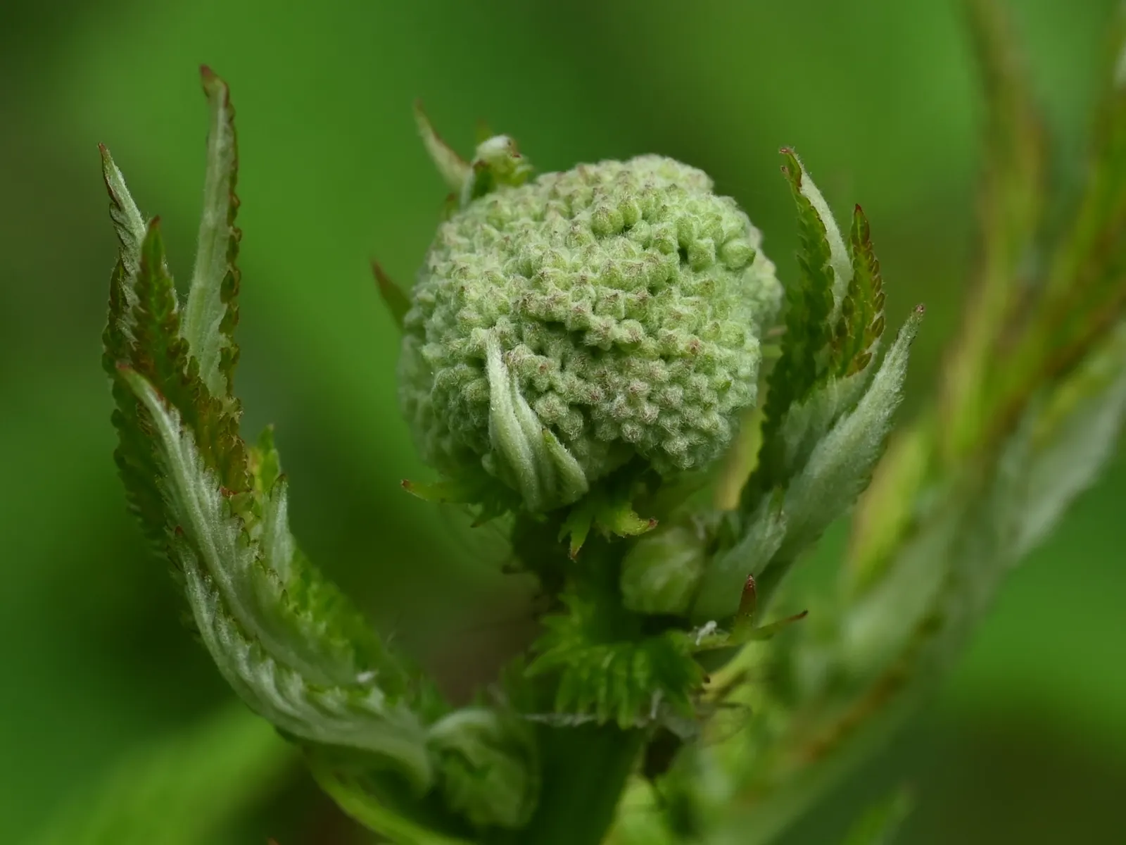 Meadow Sweet (Astilbe X Arendsii) — It blooms in mid to late summer; perennial for shade, image 75