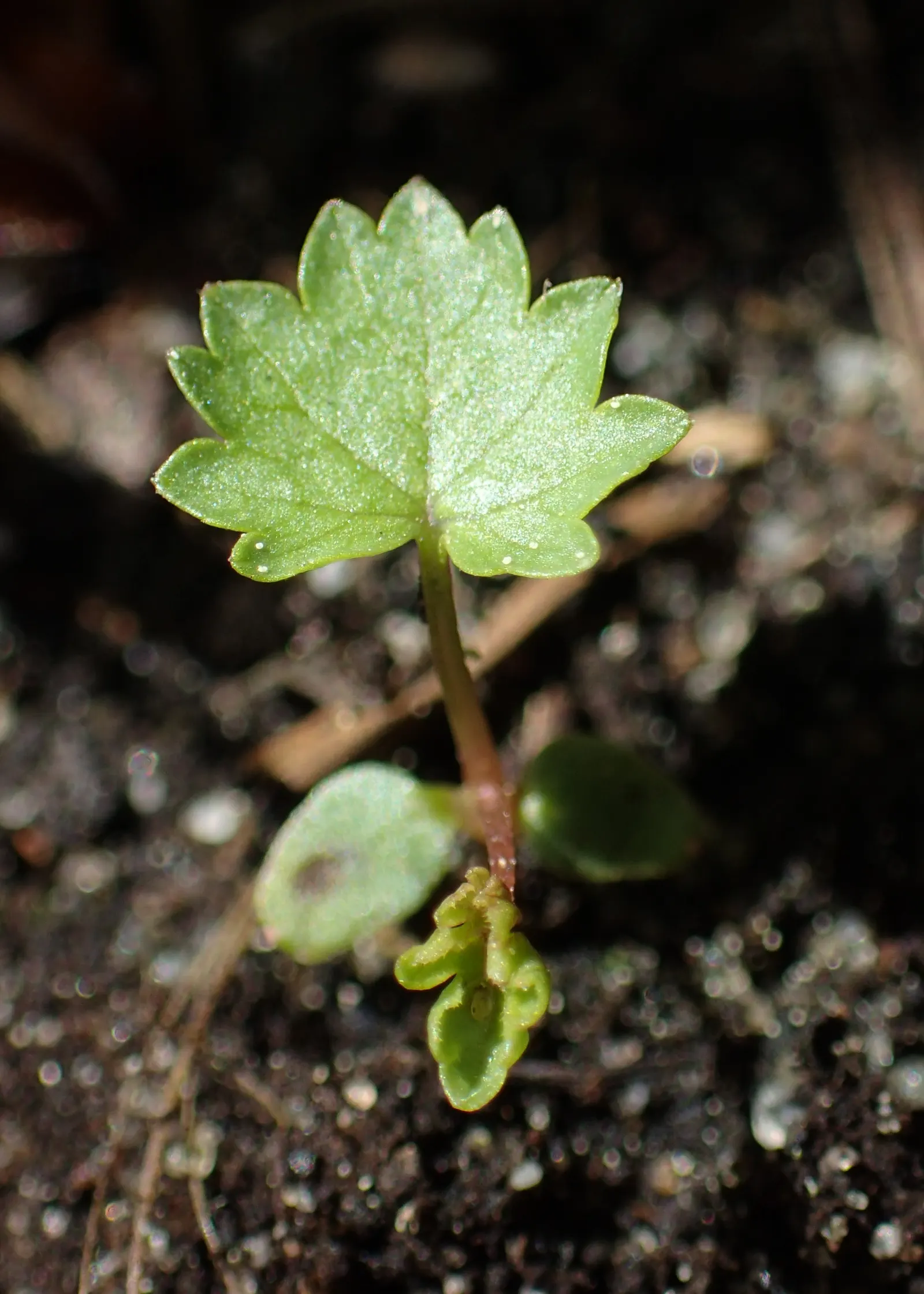 Meadow Sweet (Astilbe X Arendsii) — making it suitable for a variety of climates; this compact size allows it to fit comfortably within both small, image 69