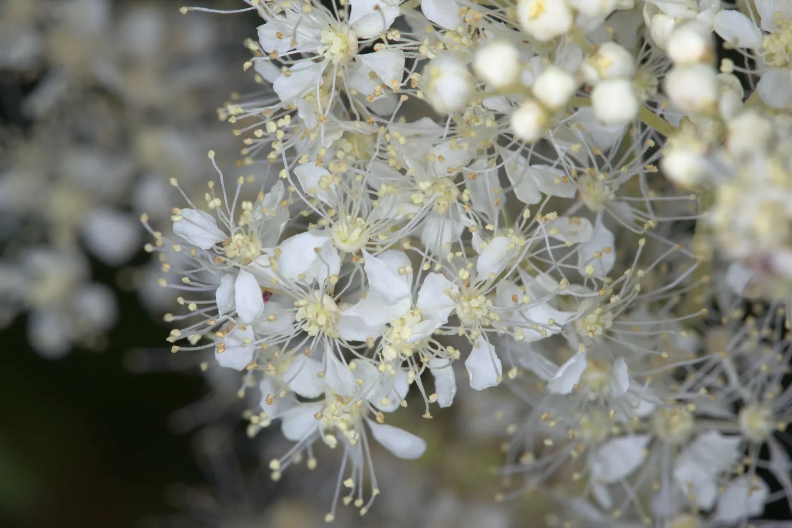 Meadow Sweet (Astilbe X Arendsii) — They should be watered regularly to keep the soil from drying out; perennial with pink and purple and red and, image 108