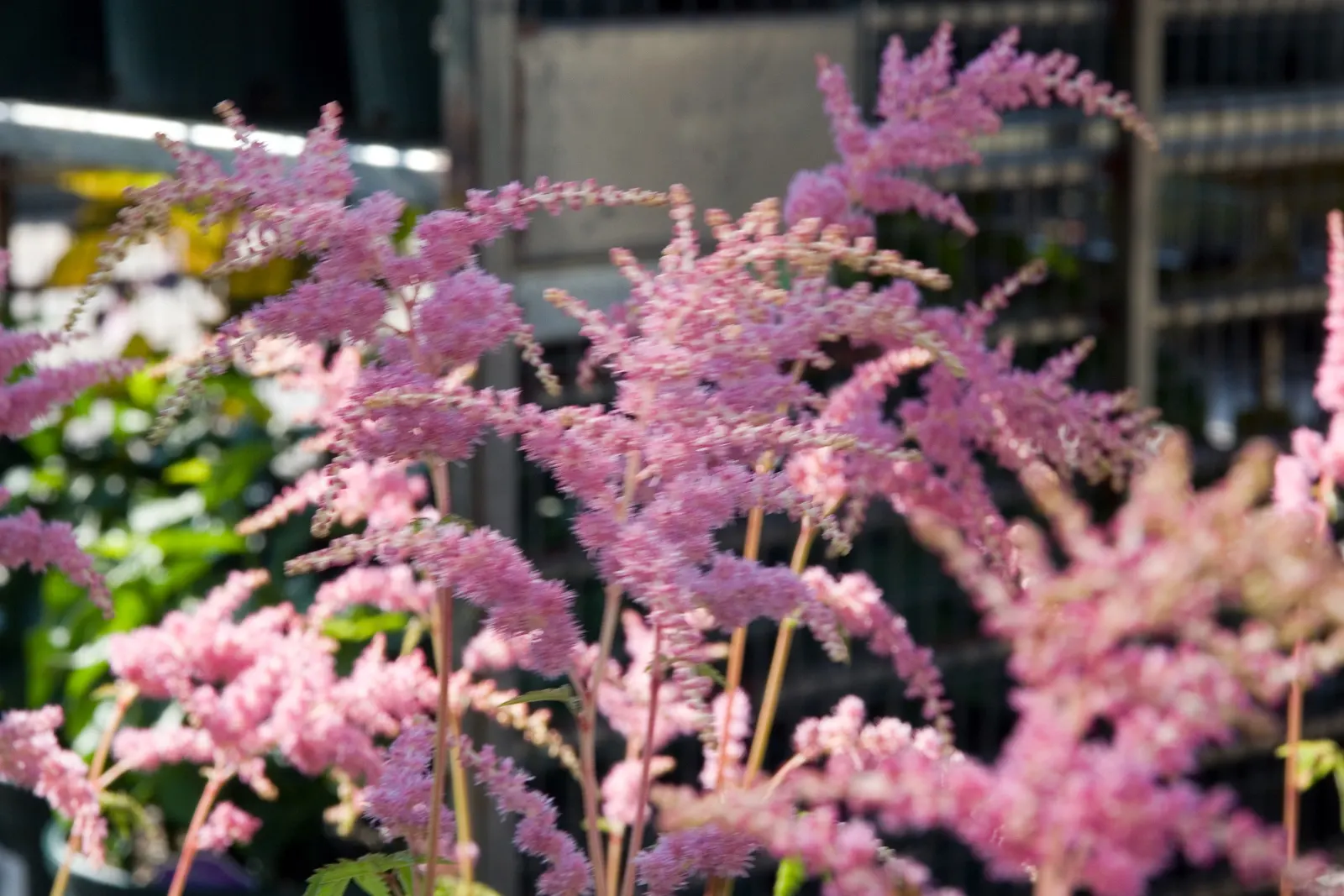 Meadow Sweet (Astilbe X Arendsii) — <br><br>Meadow Sweet typically ranges in height from 18 to 24 inches, with a spread of 12 to 18 inches, image 102