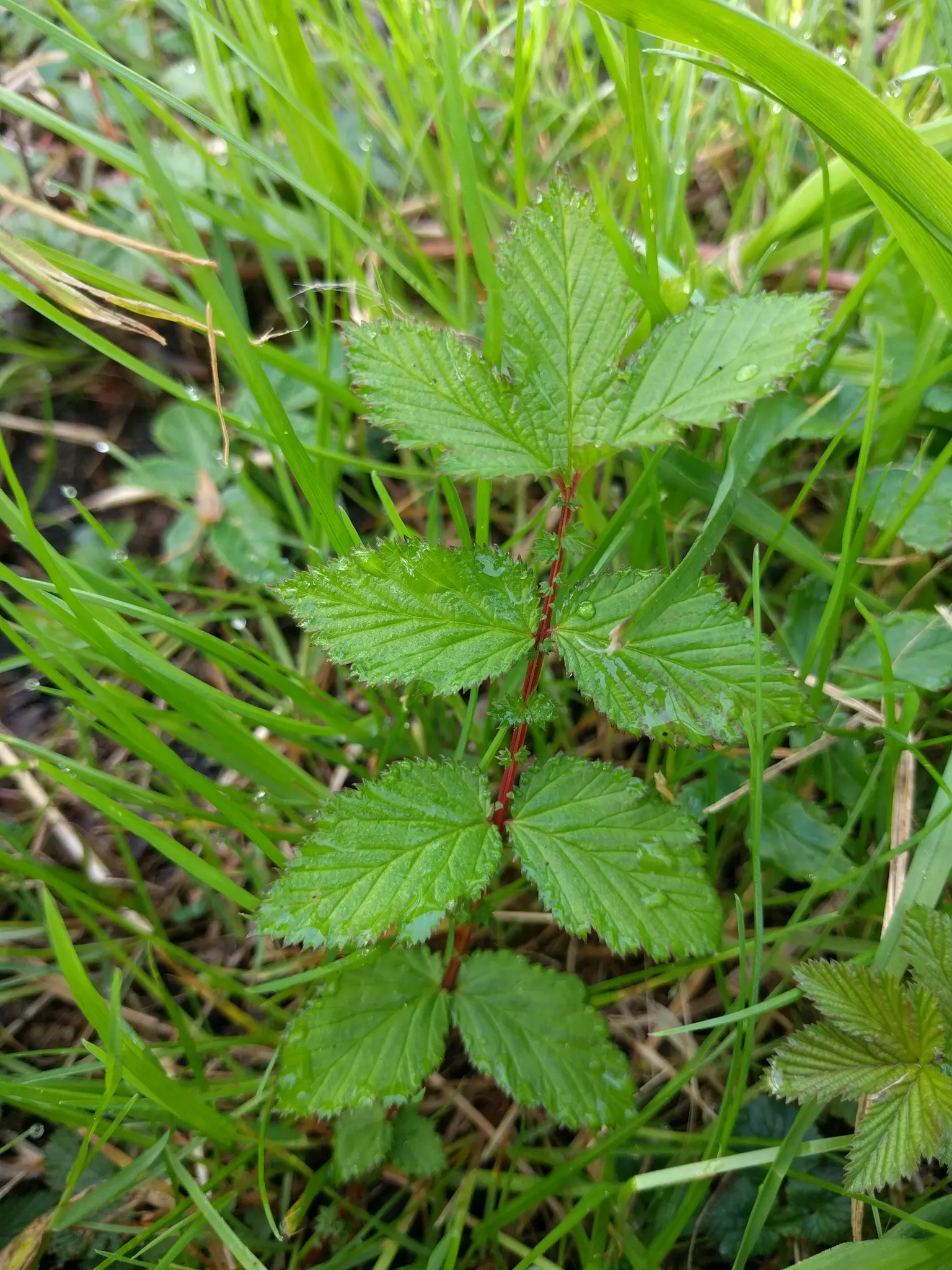 Meadow Sweet (Astilbe X Arendsii) — This plant flourishes in USDA zones 4 to 9; when integrating Meadow Sweet into a landscape, image 91