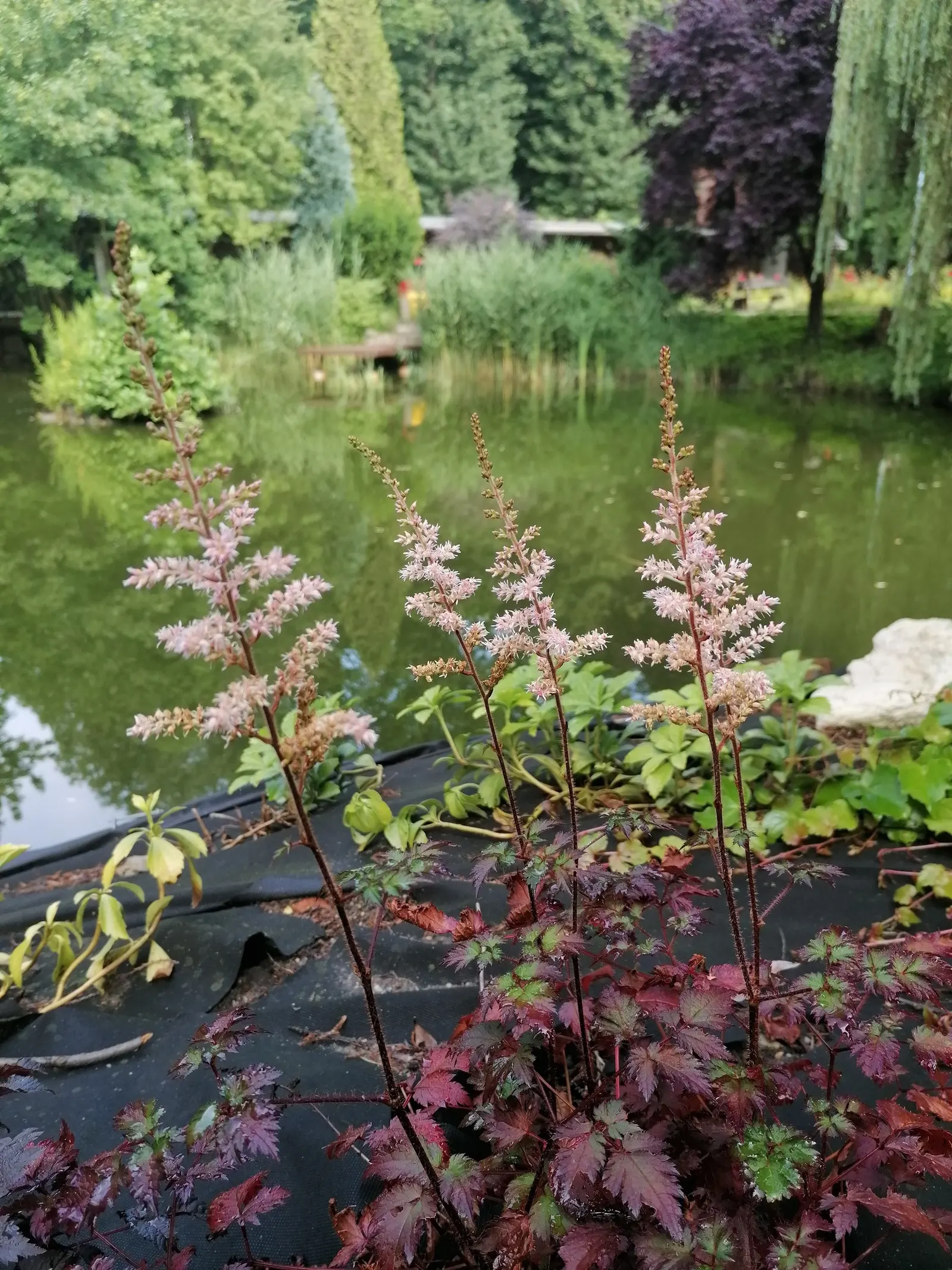Meadow Sweet (Astilbe X Arendsii) — thus it's often an excellent choice for areas near water features or in shadowy garden spots; textural contrast, image 101