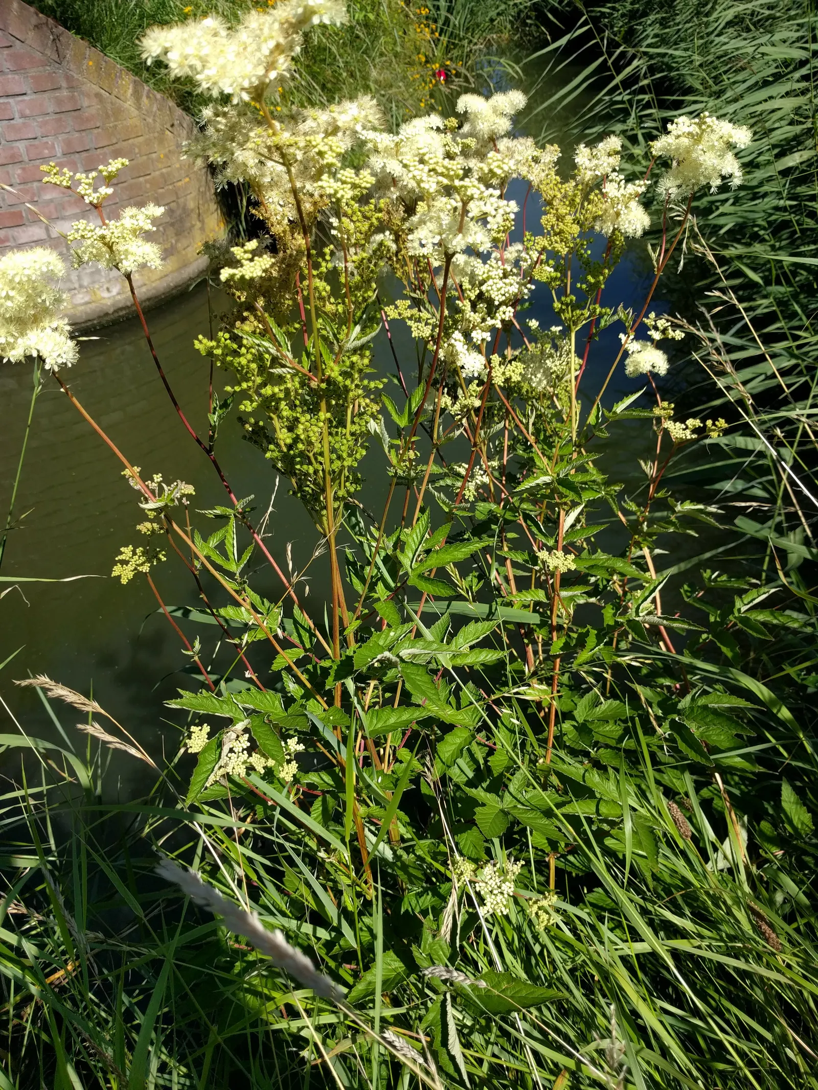 Meadow Sweet (Astilbe X Arendsii) — providing midsummer color and lush; it reaches 18-24 inches in height, favoring partial shade and moist, image 92