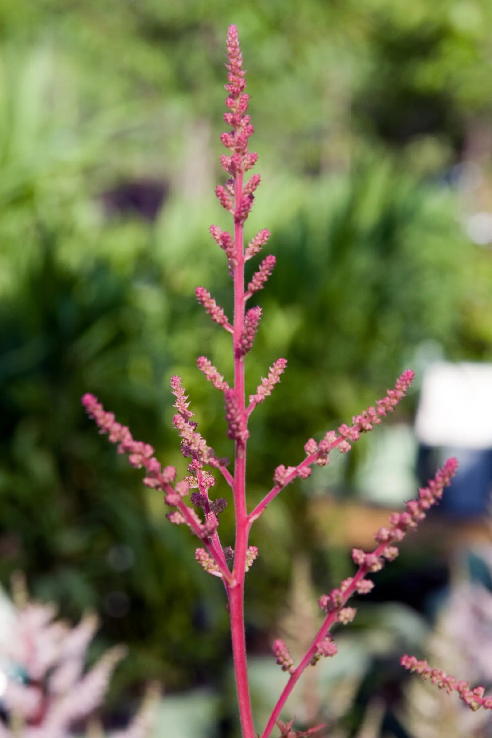 Meadow Sweet (Astilbe X Arendsii) — textural contrast to garden spaces; ensuring visual interest throughout the growing season, image 124