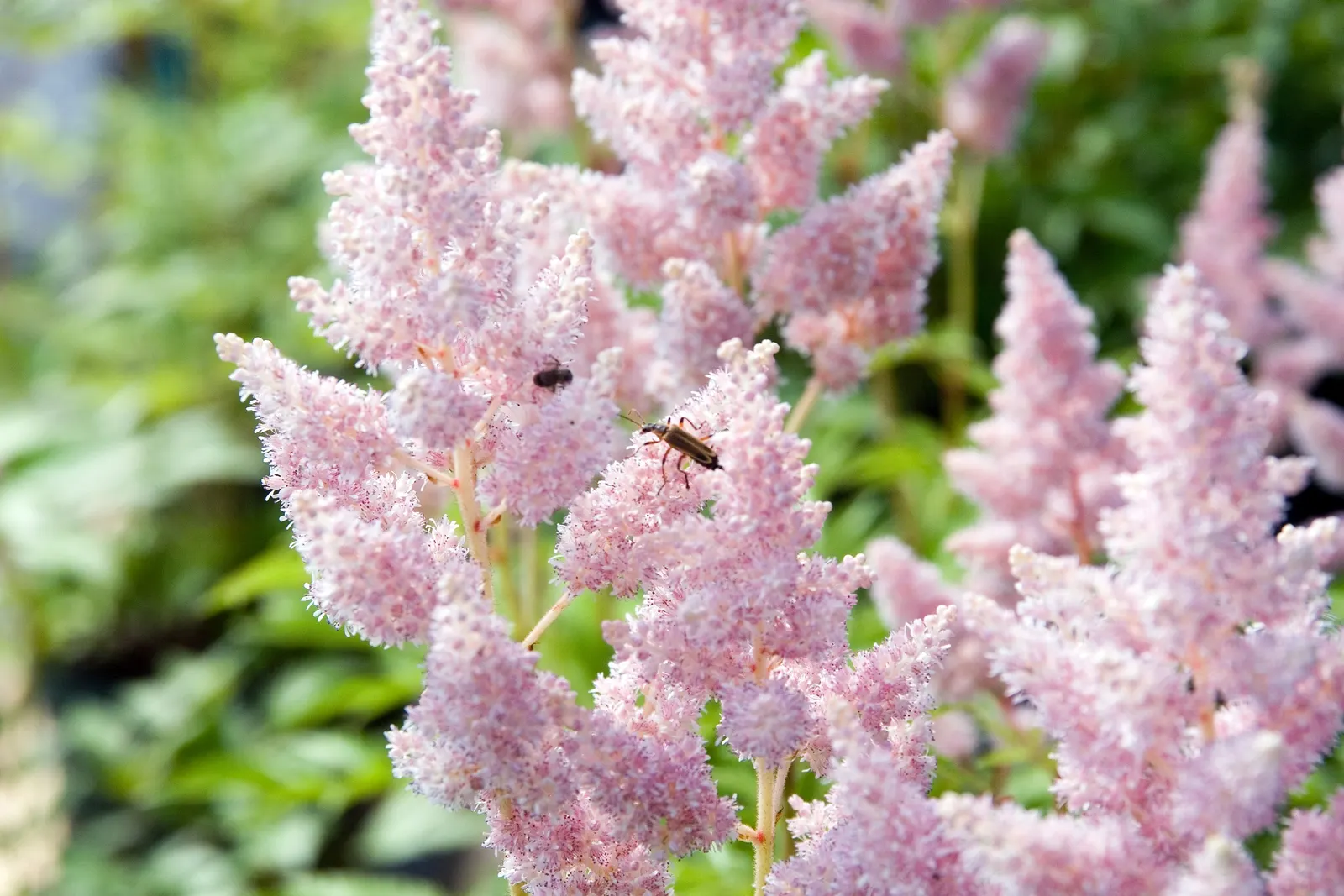 Meadow Sweet (Astilbe X Arendsii) — perennial with pink and purple and red and yellow blooms; the plant's bloom time extends over several weeks, image 115
