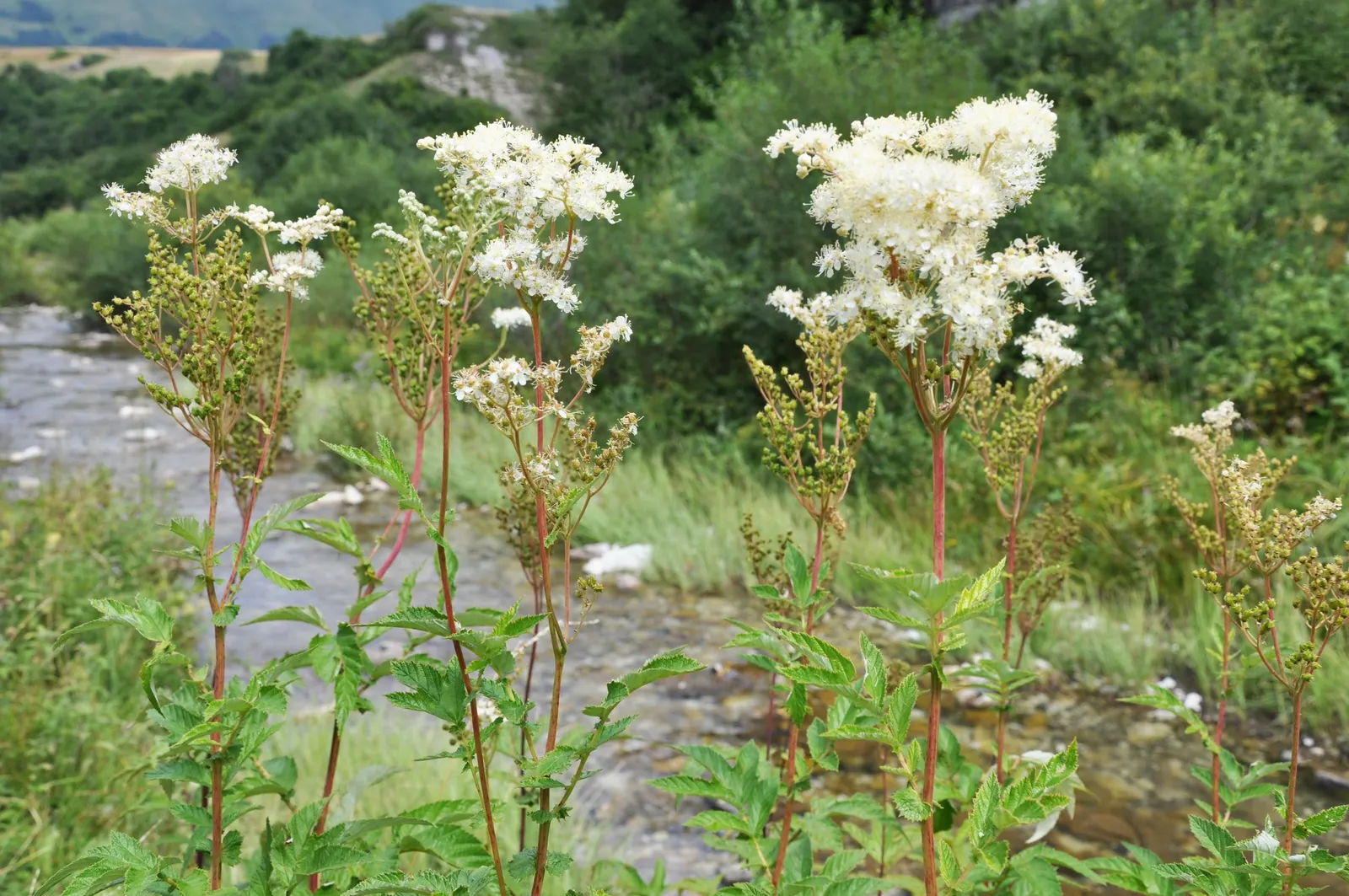 Meadow Sweet (Astilbe X Arendsii) — is a perennial prized for its feathery plumes of blooms in shades of pink; making it suitable for a variety of, image 89