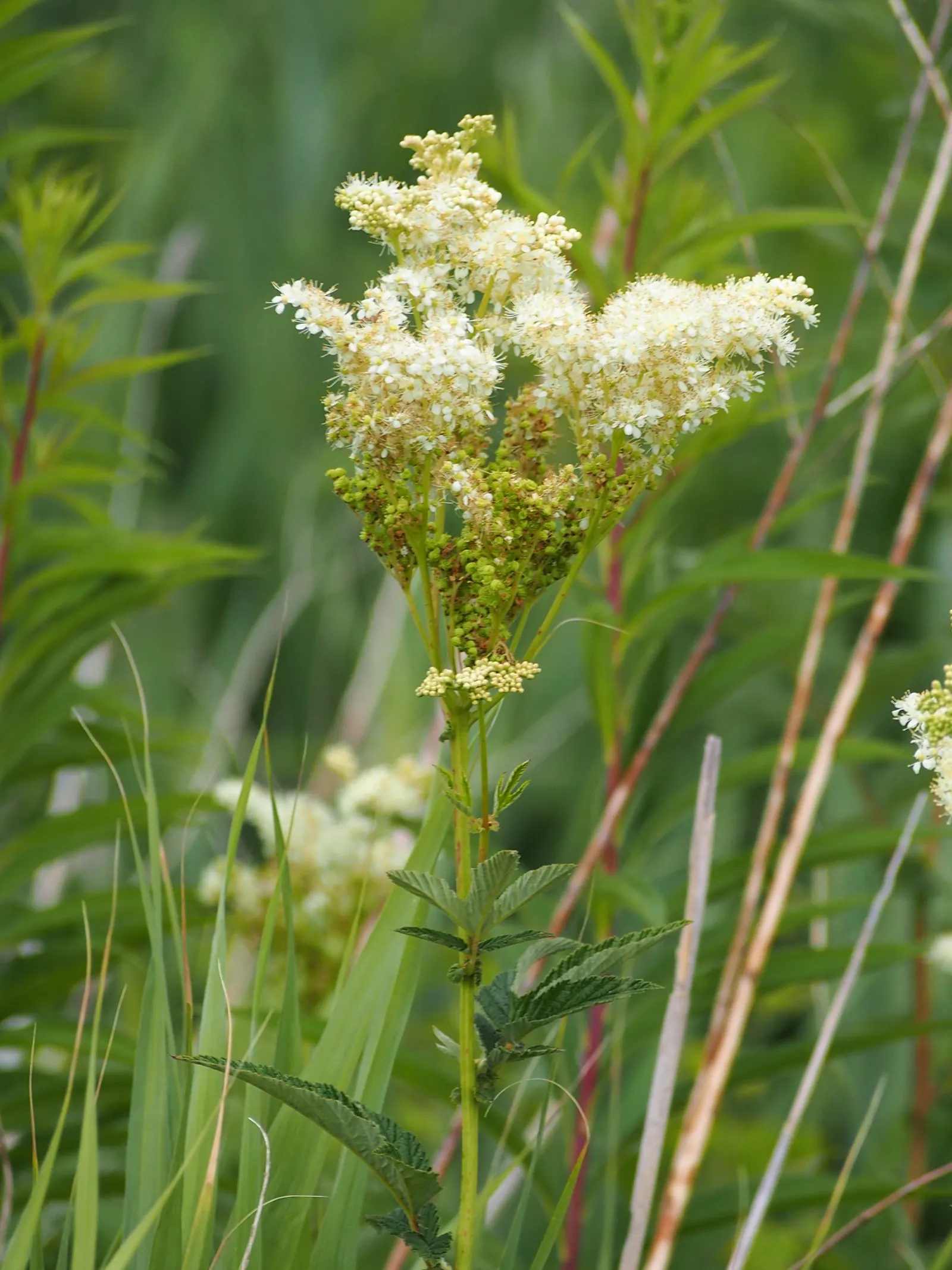 Meadow Sweet (Astilbe X Arendsii) — When integrating Meadow Sweet into a landscape; pink and purple and red and yellow flowers in the garden, image 83