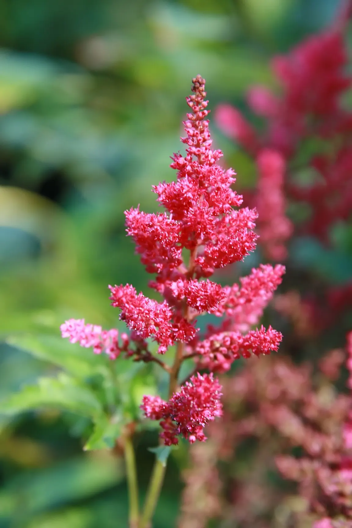 Meadow Sweet (Astilbe X Arendsii) — commonly called Meadow Sweet; this plant flourishes in USDA zones 4 to 9, image 117