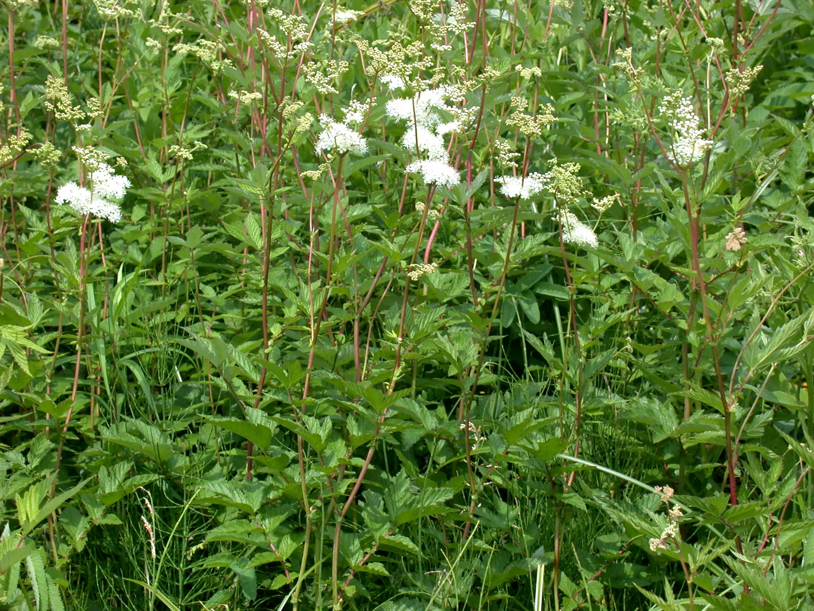 Meadow Sweet (Astilbe X Arendsii) — pink and purple and red and yellow flowers in the garden; it prefers part shade to full shade, image 143