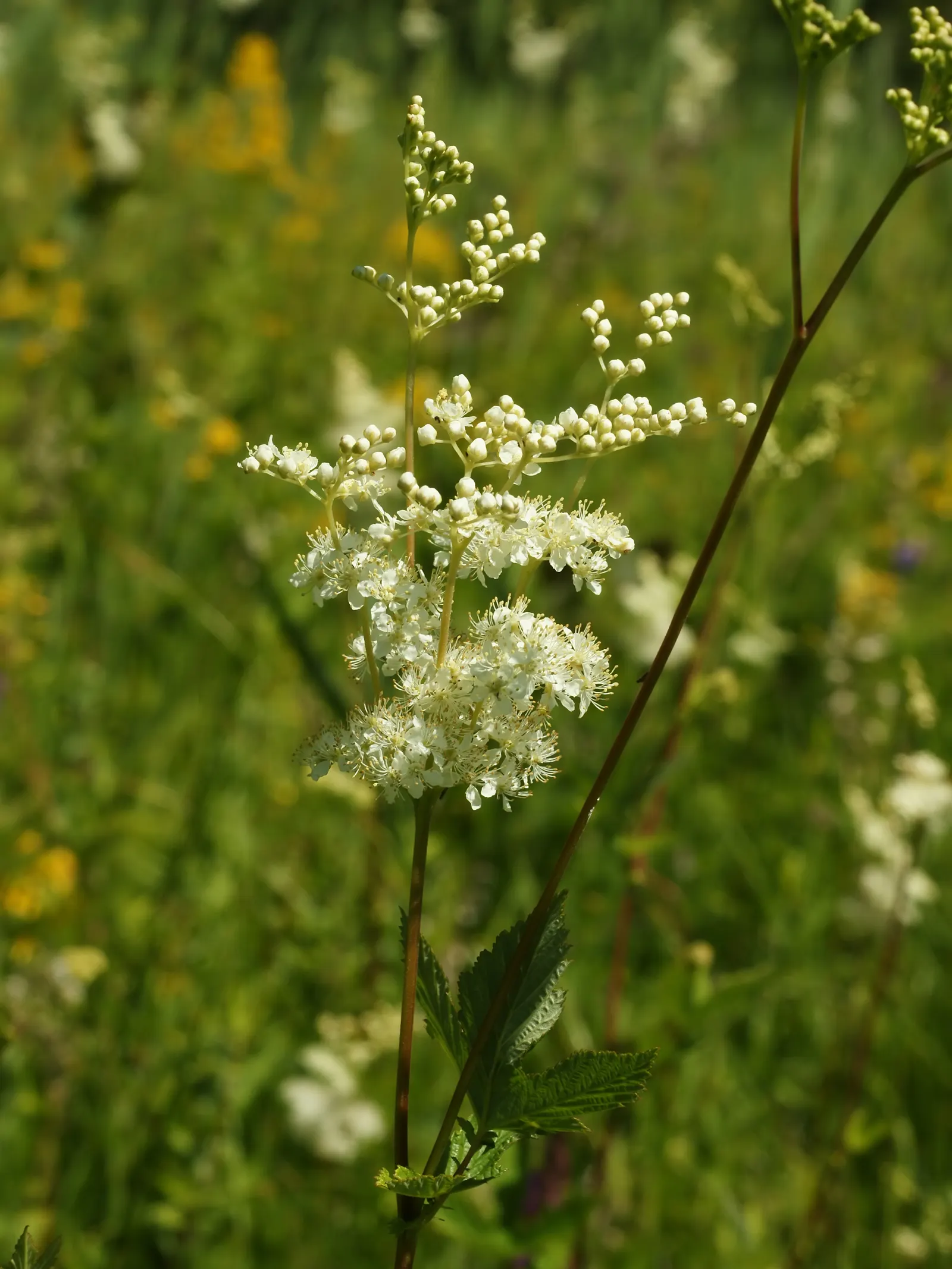 Meadow Sweet (Astilbe X Arendsii) — textural contrast to garden spaces; ensuring visual interest throughout the growing season, image 66