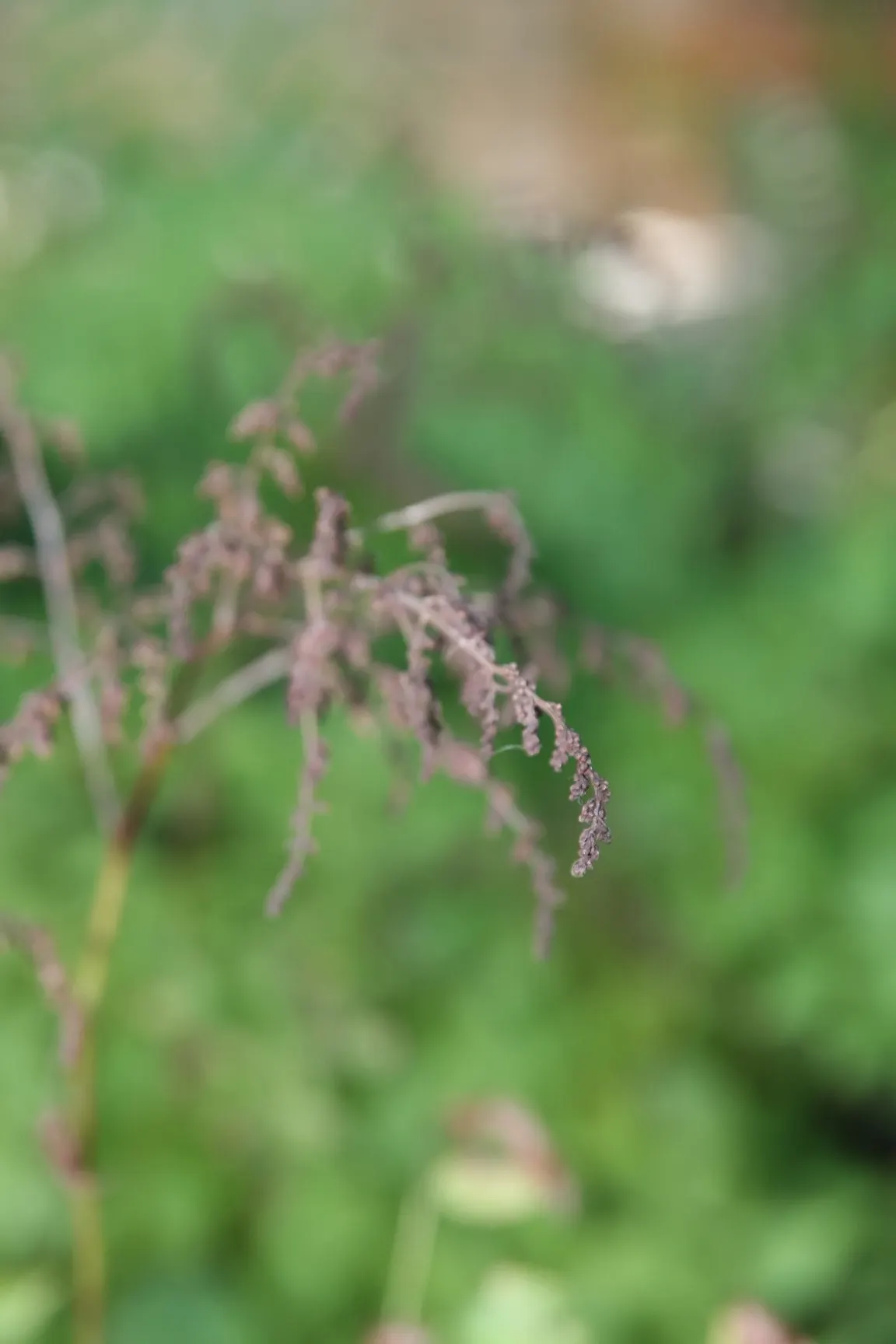 Meadow Sweet (Astilbe X Arendsii) — making it an excellent choice for woodland gardens or shaded borders; thrives in USDA hardiness zones 4 through, image 151