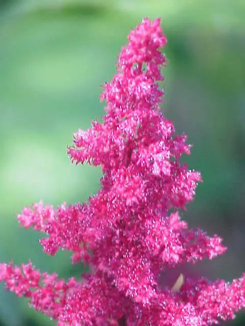 Meadow Sweet (Astilbe X Arendsii) — This plant flourishes in USDA zones 4 to 9; when integrating Meadow Sweet into a landscape, image 149