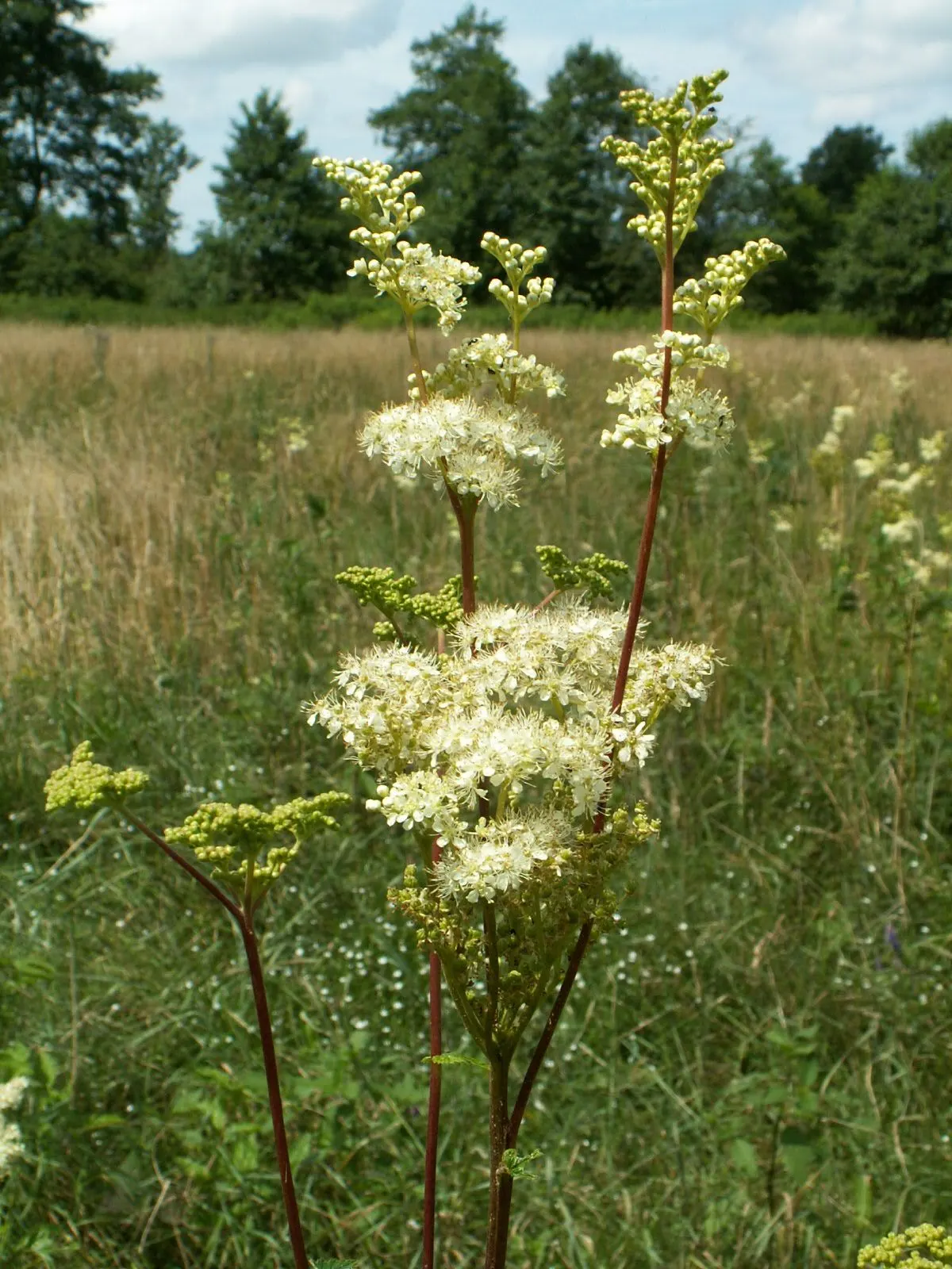 Meadow Sweet (Astilbe X Arendsii) — providing a long-lasting display of color.<br><br>Astilbes are relatively low maintenance; they should be, image 78