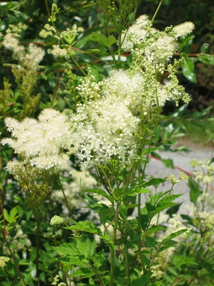 Meadow Sweet (Astilbe X Arendsii) — making it an excellent choice for woodland gardens or shaded borders; thrives in USDA hardiness zones 4 through, image 122