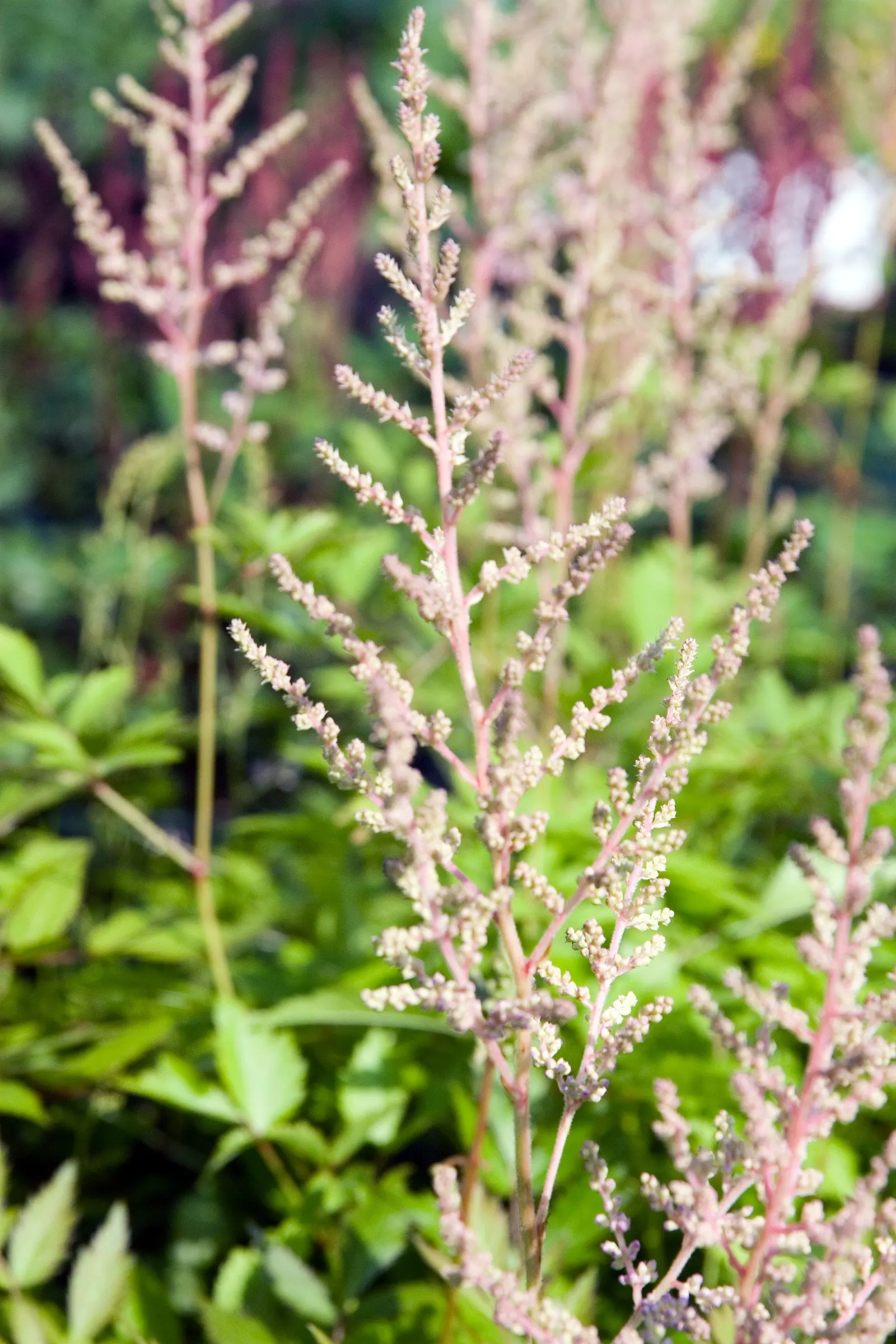 Meadow Sweet (Astilbe X Arendsii) — providing midsummer color and lush; it reaches 18-24 inches in height, favoring partial shade and moist, image 121