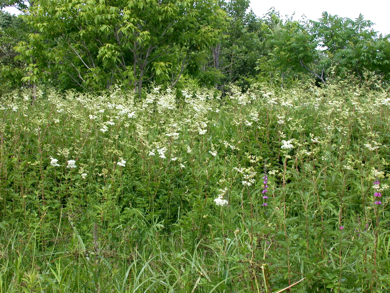 Meadow Sweet (Astilbe X Arendsii) — offering a visual feast ranging from whites and pinks to deep reds and purples; commonly known as Meadow Sweet, image 134