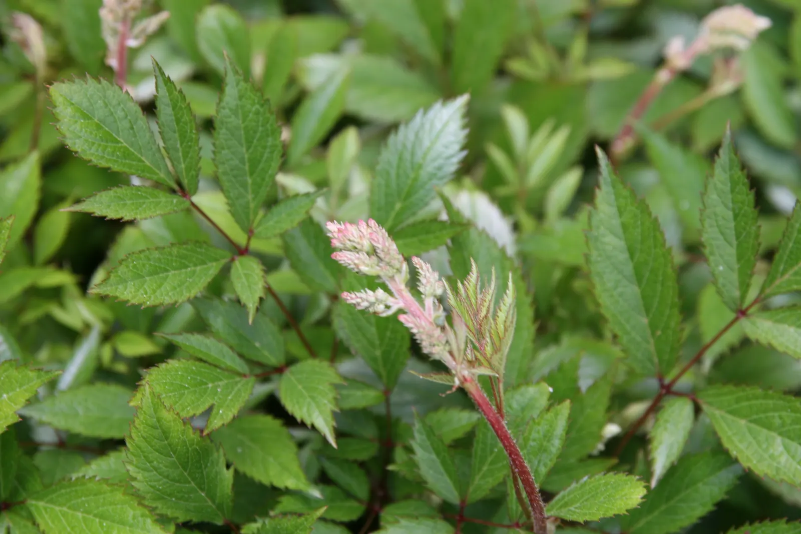 Meadow Sweet (Astilbe X Arendsii) — It blooms in mid to late summer; perennial for shade, image 133
