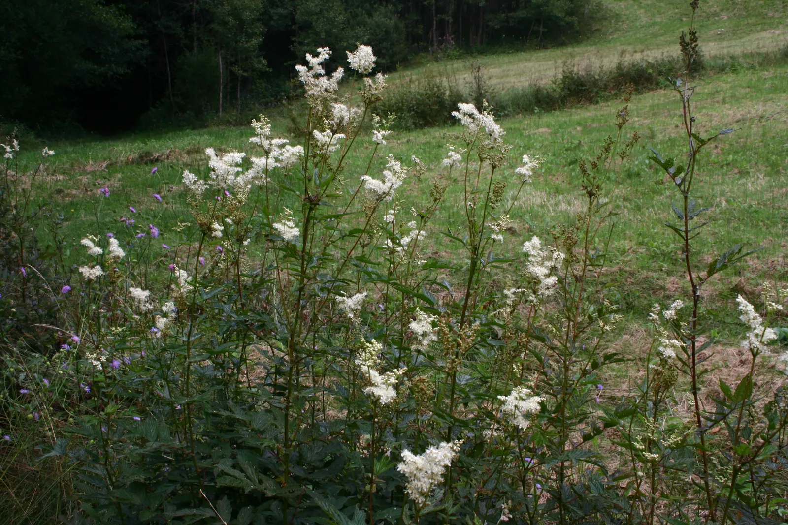 Meadow Sweet (Astilbe X Arendsii) — They should be watered regularly to keep the soil from drying out; perennial with pink and purple and red and, image 79
